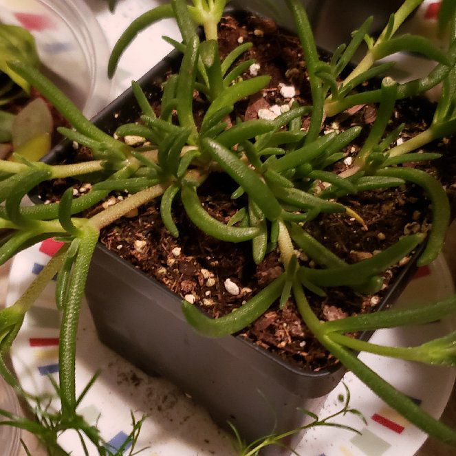 Photo of the plant species Iceplant by @kalesald named Remington on Greg, the plant care app