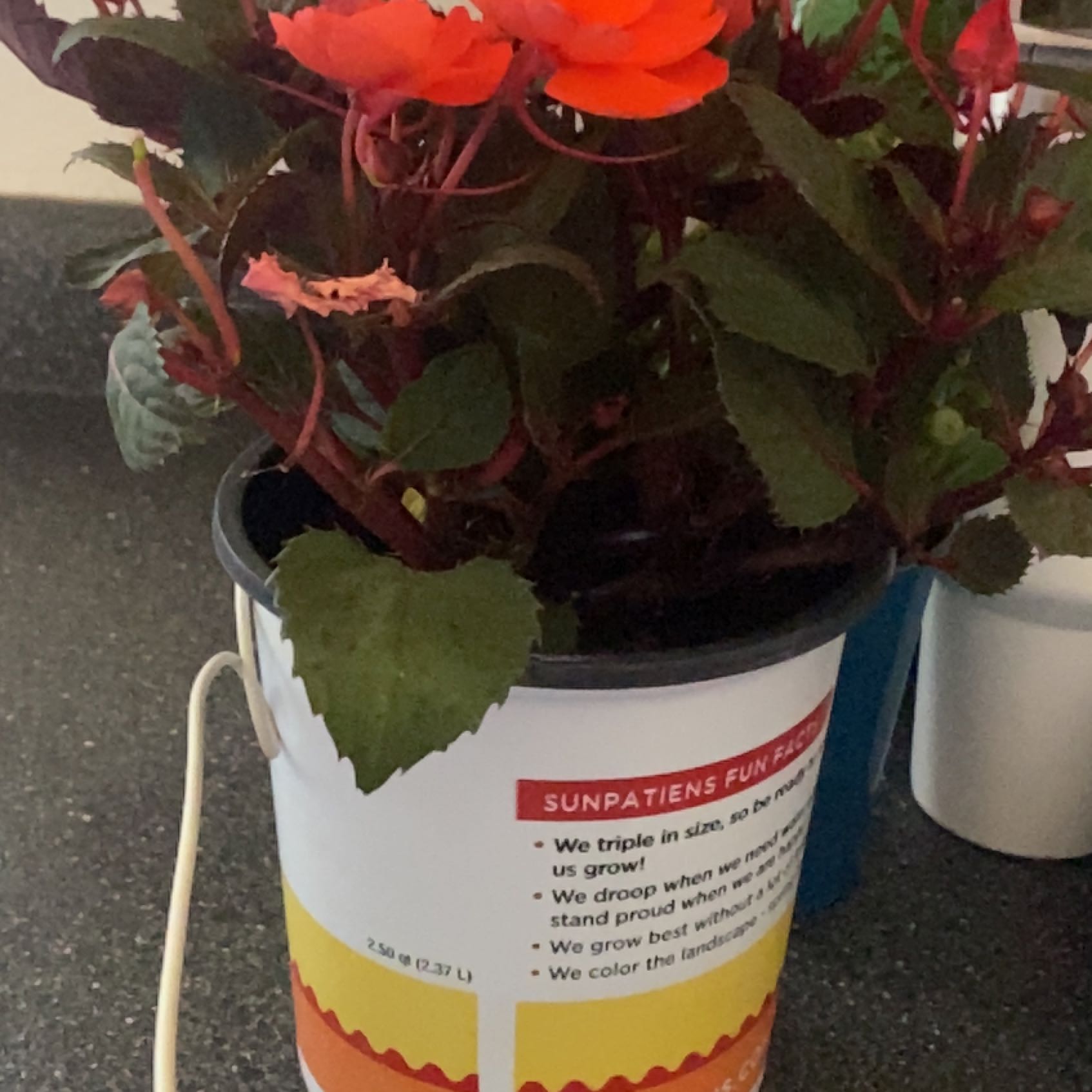 Photo of the plant species SunPatiens Impatiens by @HandyFoxgrape named Walt on Greg, the plant care app