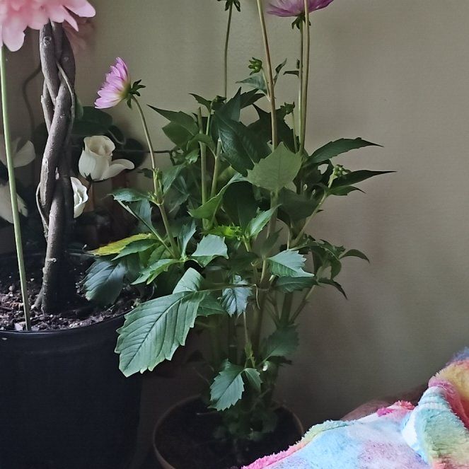 Photo of the plant species Dahlia by @PrettyBigfoot named Morgan Treeman on Greg, the plant care app