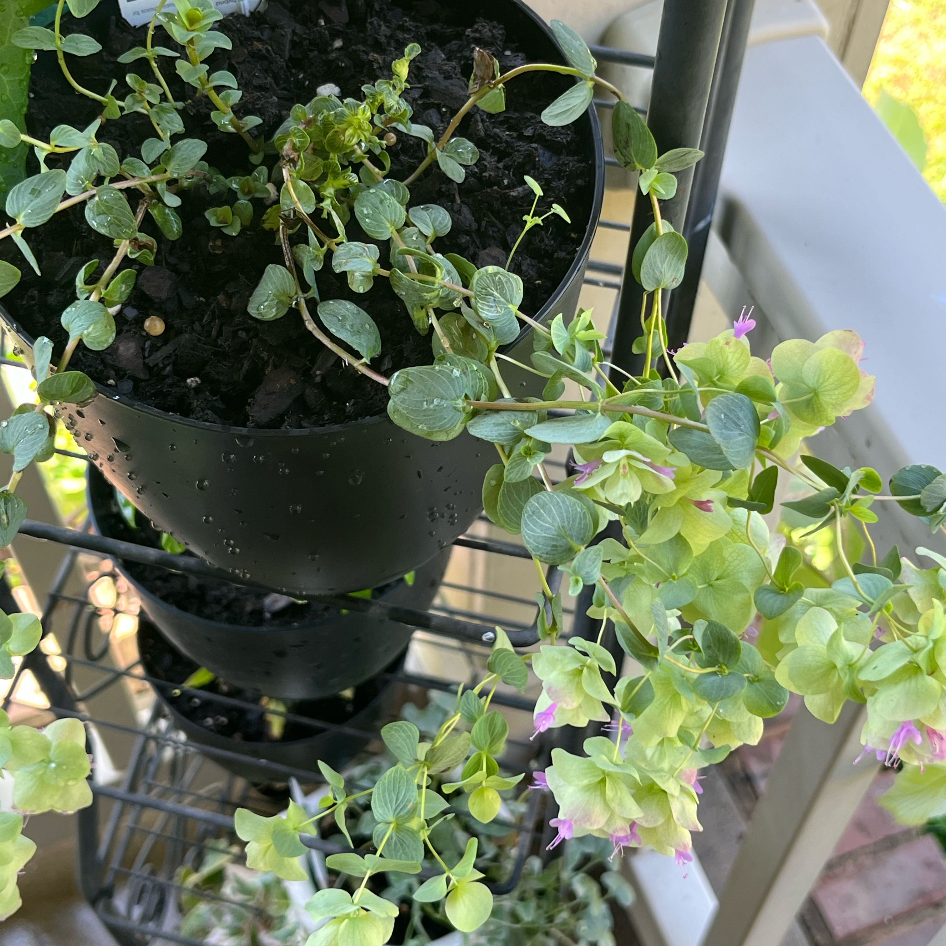 Photo of the plant species Ornamental Oregano by @SimplyMintToBe named Rainier on Greg, the plant care app