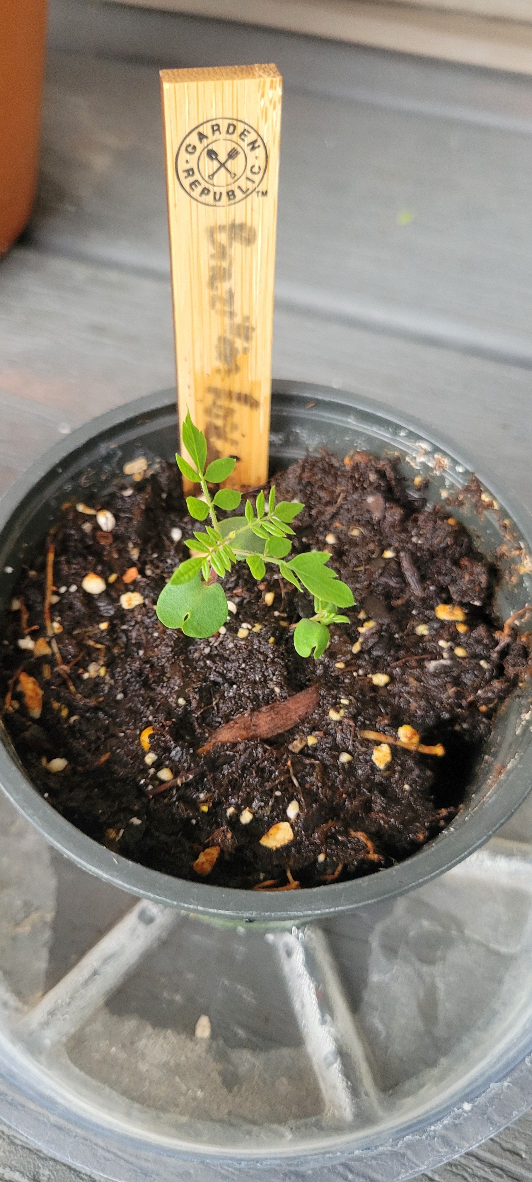 Photo of the plant species Brazilian Rosewood by @LovableGuayule named Brazillian Rosewood on Greg, the plant care app