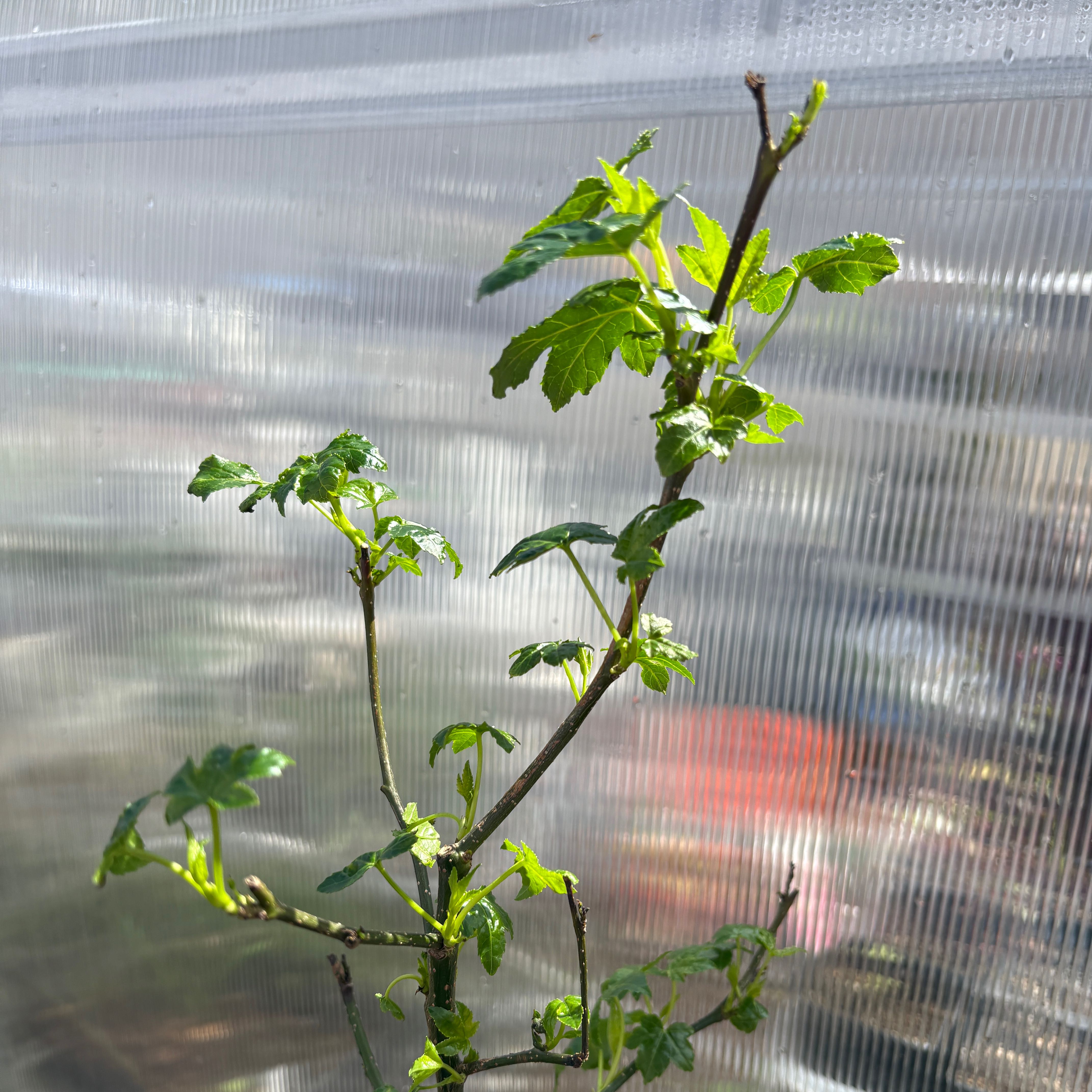 Plant care for Sweetgum 'Teresa' on Greg, the plant care app