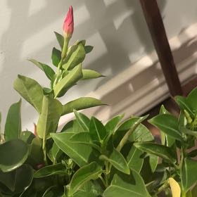 Photo of the plant species Samba by @HotChaffflower named Coco on Greg, the plant care app
