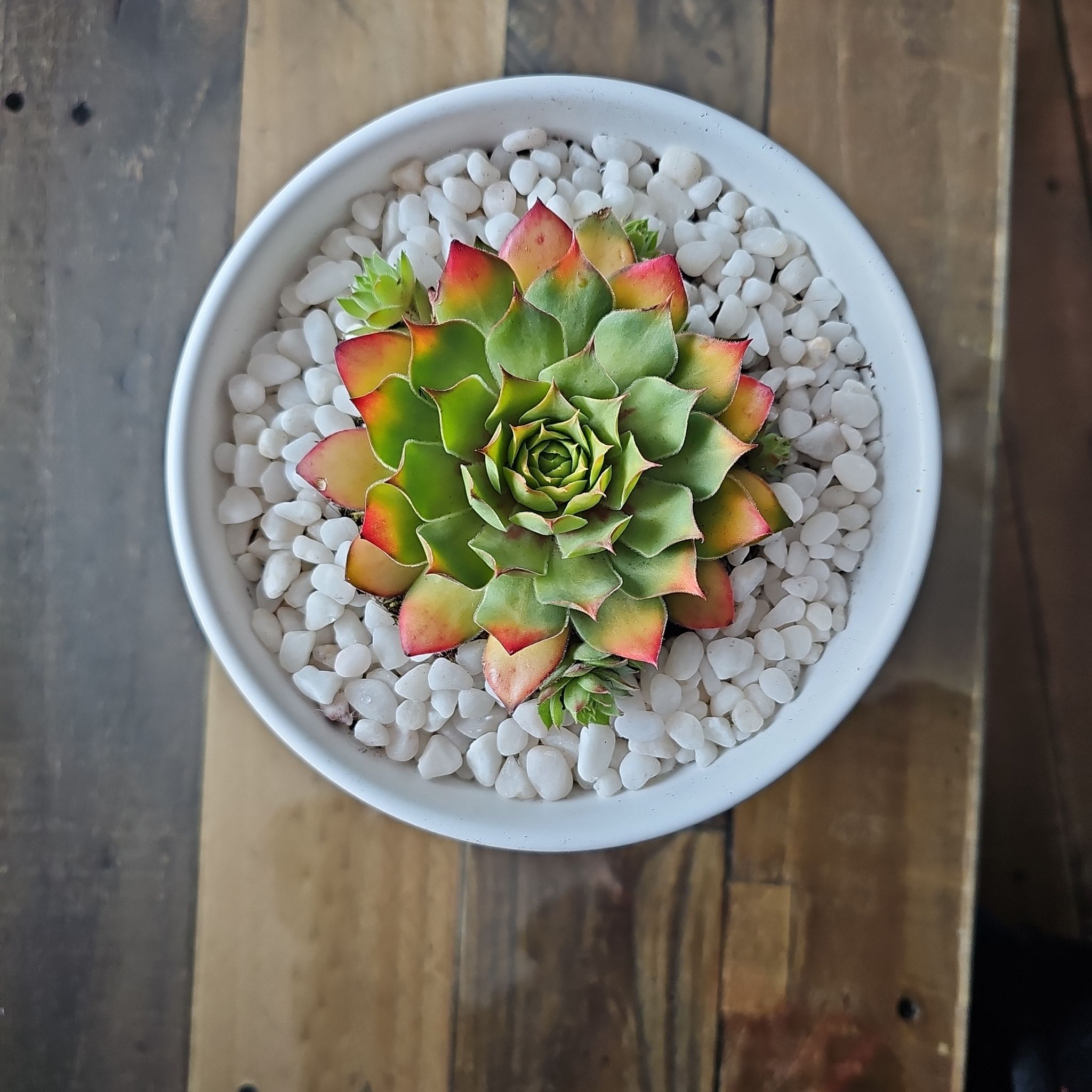 Photo of the plant species Hen And Chick Gold Nugget by @DreamyFeverfew named Nuggie on Greg, the plant care app