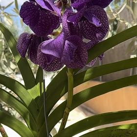 Photo of the plant species Vanda Orchid by @CuteTunicflower named Kardashian on Greg, the plant care app