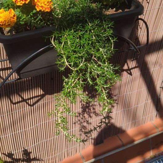 Photo of the plant species Trailing Rosemary by @EthicalCrassula named Creeping rosemary on Greg, the plant care app