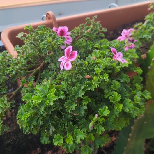 Photo of the plant species Pelargonium 'Gooseberry' by @EthicalCrassula named Pelargonium on Greg, the plant care app