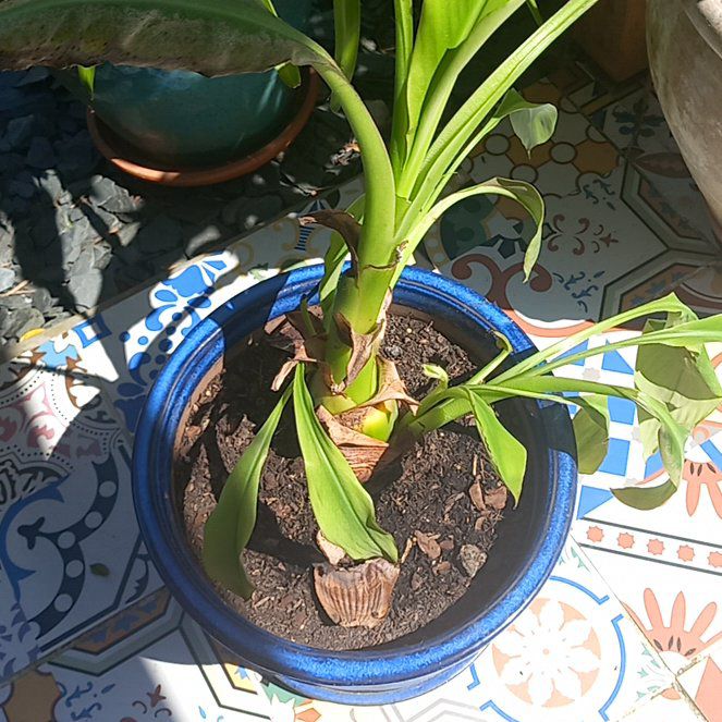 Photo of the plant species NAMWA DWARF BANANA TREE by @FamedPaleyucca named Elina on Greg, the plant care app