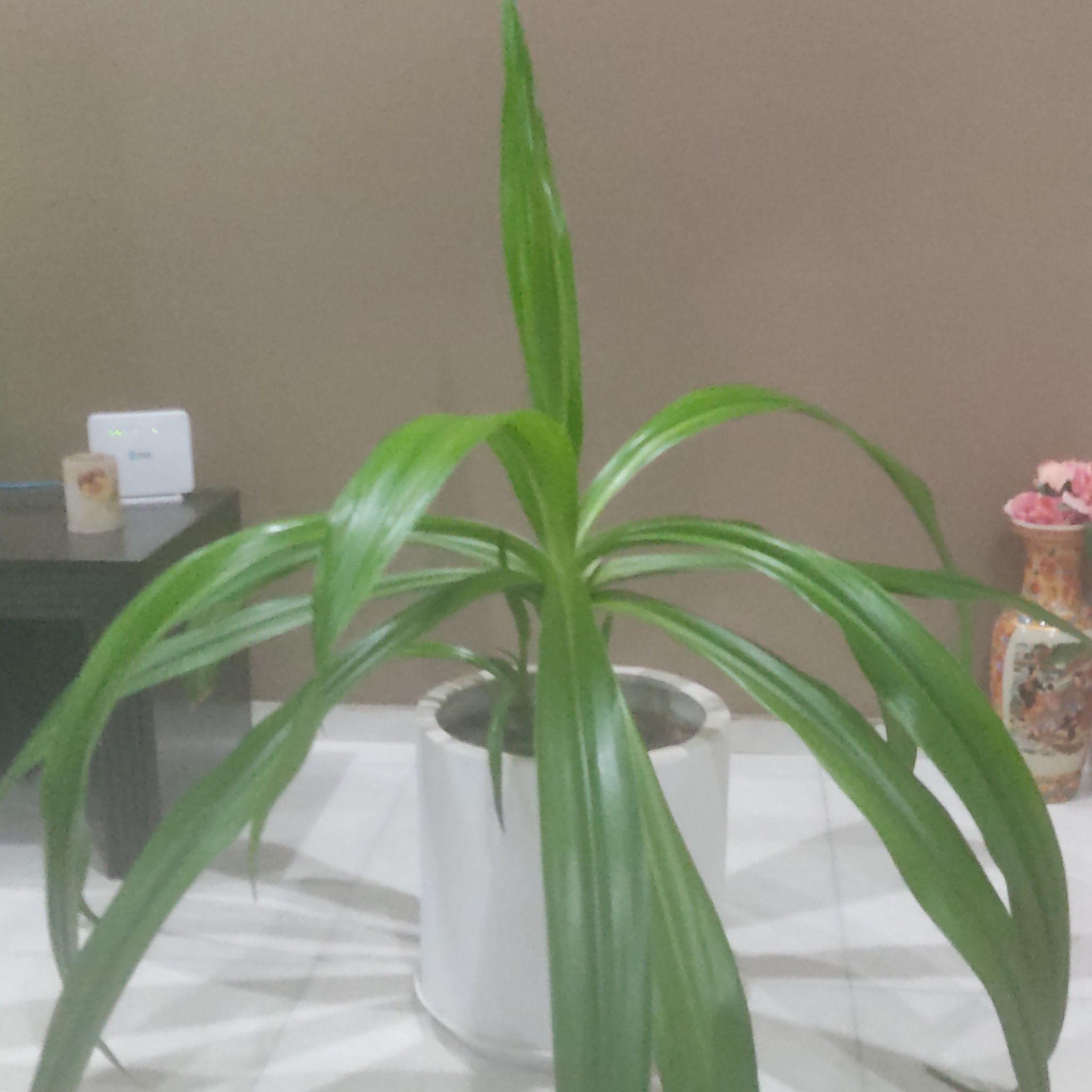 Photo of the plant species Giant Spider Lily by @ArtisticCoconut named Pax on Greg, the plant care app