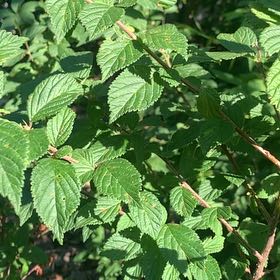 Photo of the plant species Nanking Cherry by @AceSnakeshead named Hamilton on Greg, the plant care app