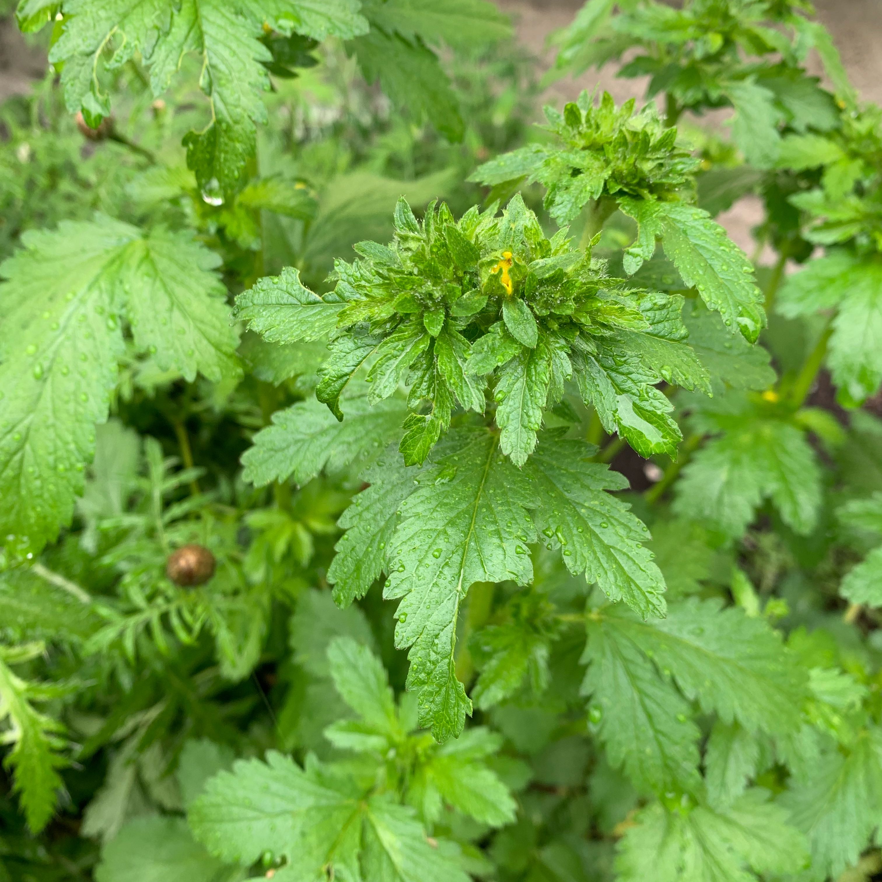 Photo of the plant species Norwegian Cinquefoil by @AceSnakeshead named Prince on Greg, the plant care app