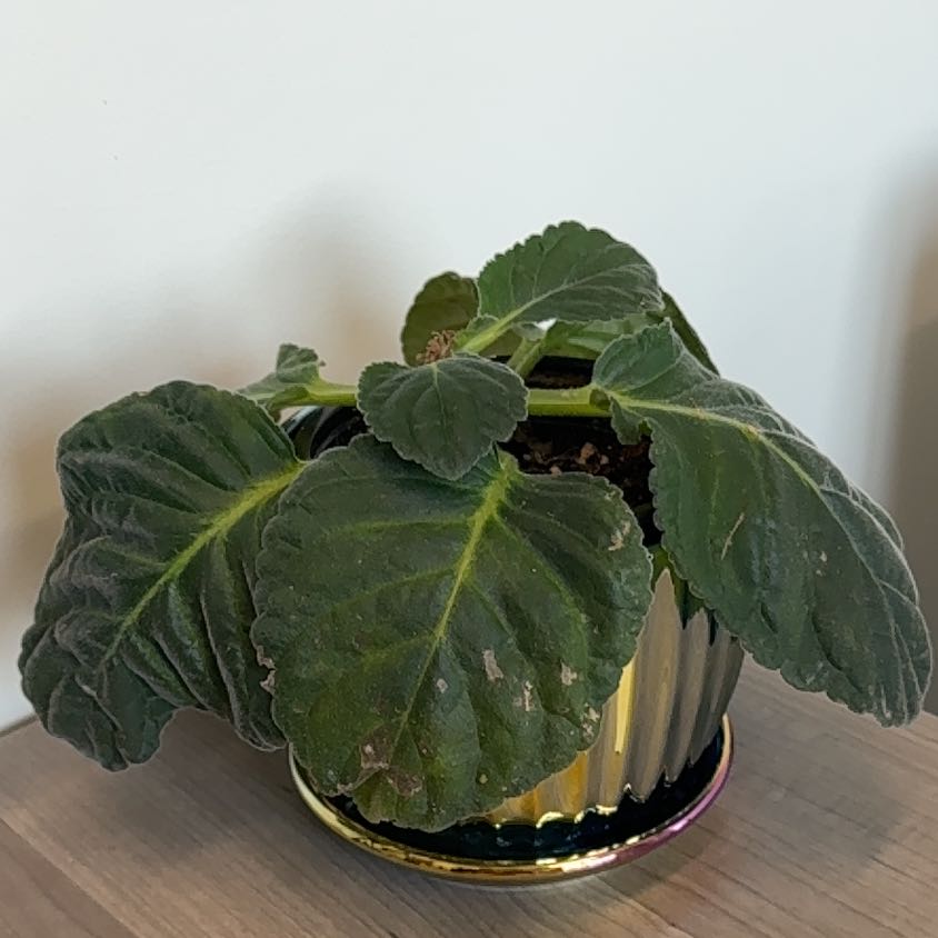 Photo of the plant species Florist's gloxinia by @SultryNeontetra named Flo on Greg, the plant care app