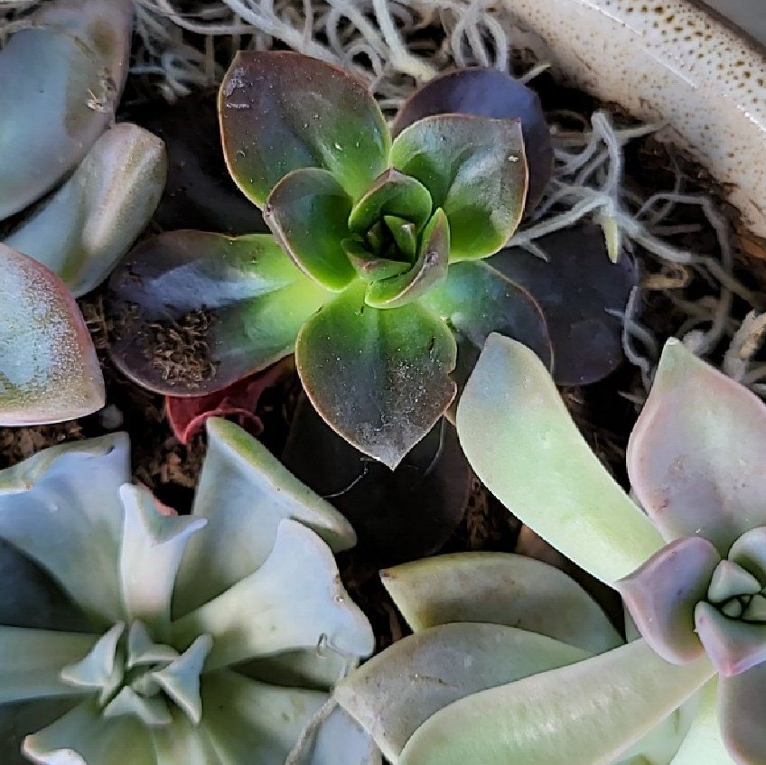 San Gabriel River Dudleya succulent with green and purple leaves in a pot.