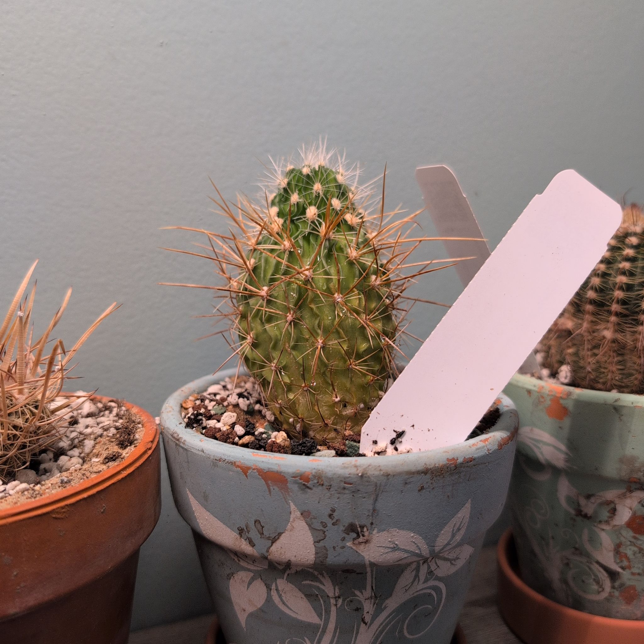 Photo of the plant species Echinofossulocactus longispinus by @SuperblyPotato named Keanu Leaves on Greg, the plant care app
