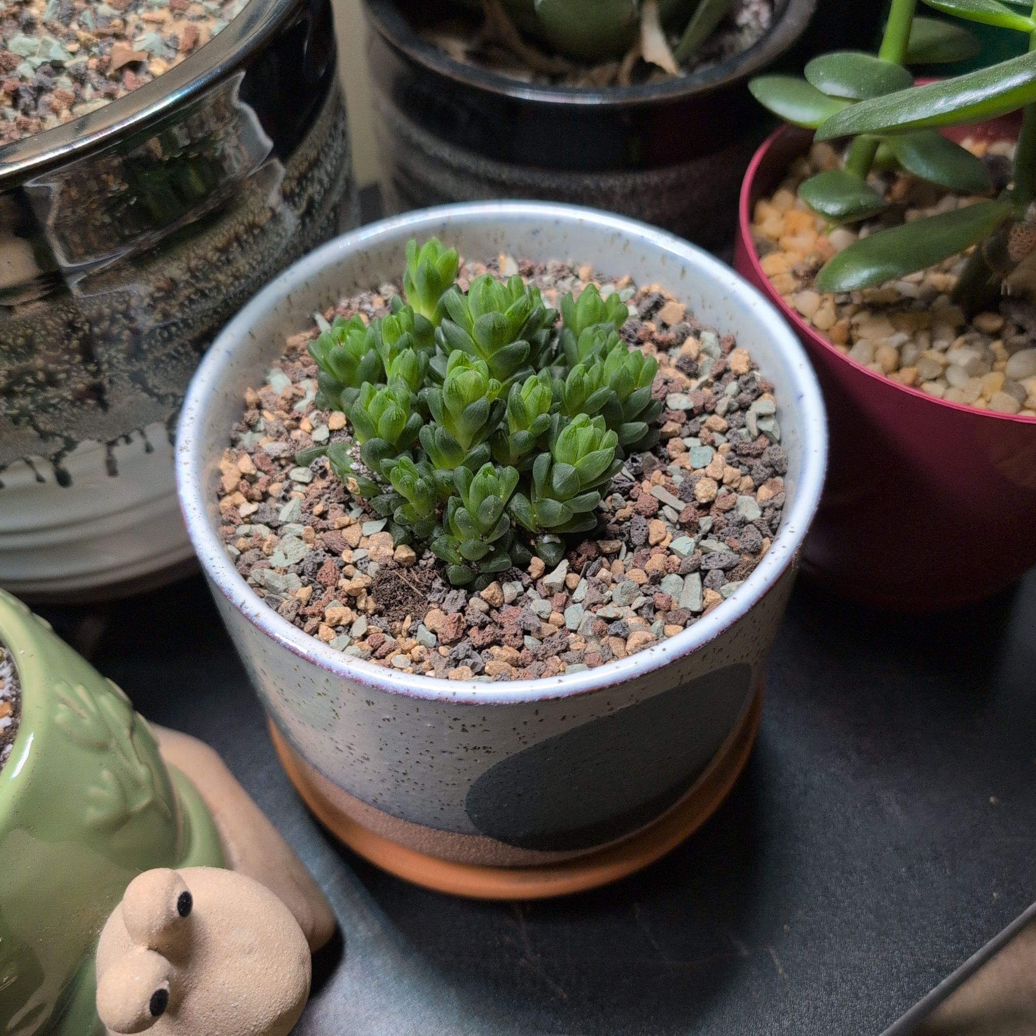 Photo of the plant species Haworthia Kyodai Akasen Lens by @SuperblyPotato named Andrew on Greg, the plant care app