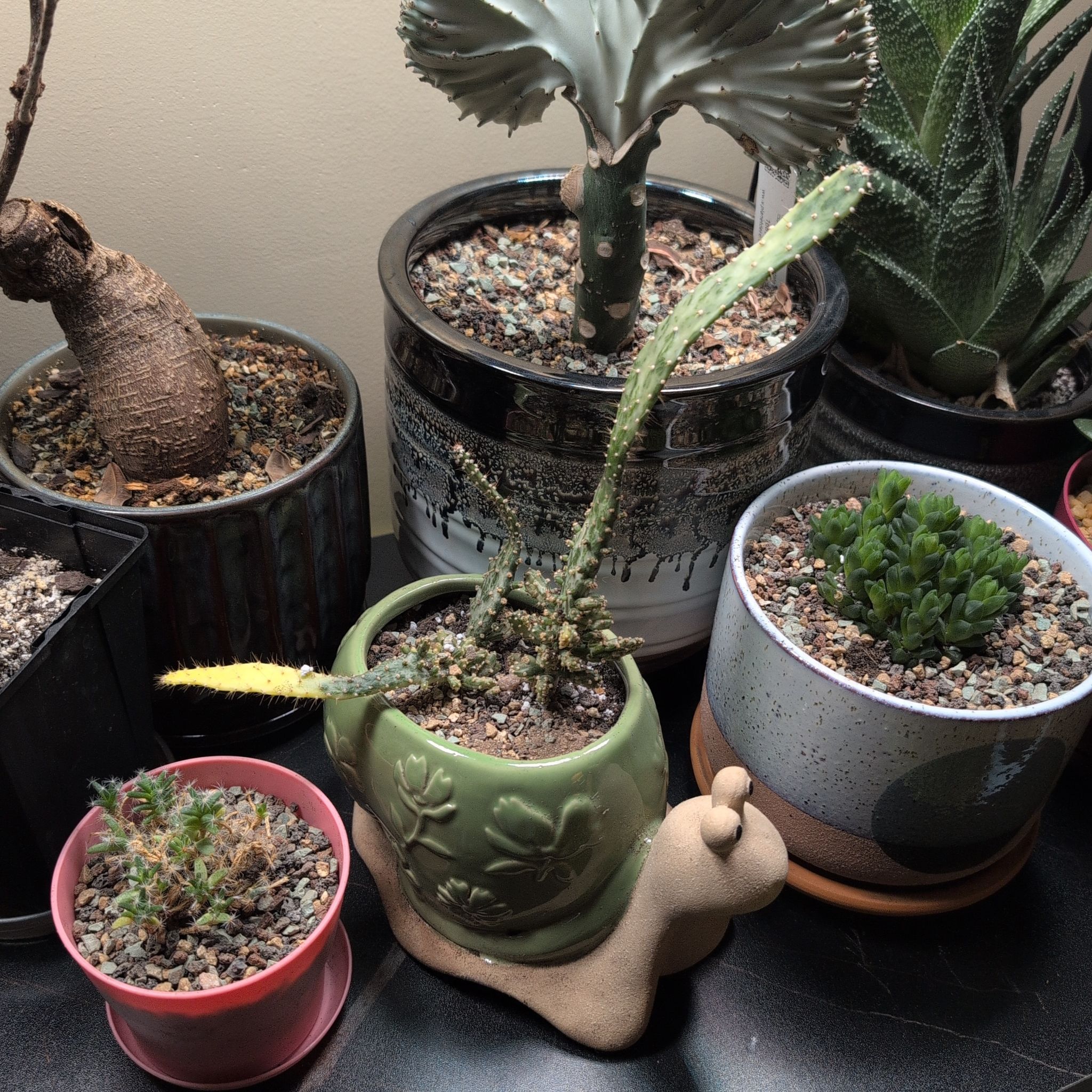 Photo of the plant species Variegated Prickly Pear Cactus by @SuperblyPotato named Khaleesi on Greg, the plant care app