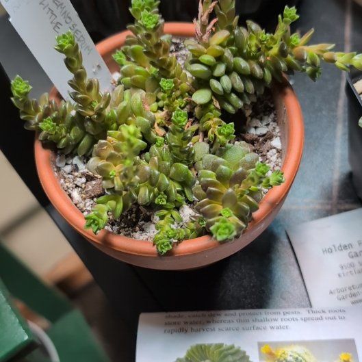 Photo of the plant species Cremnosedum 'Little Gem' by @SuperblyPotato named Navajo on Greg, the plant care app