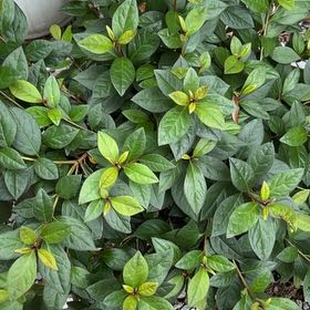 Photo of the plant species Encore Autumn Embers Azalea by @GoddessLuckyred named Hemingway on Greg, the plant care app