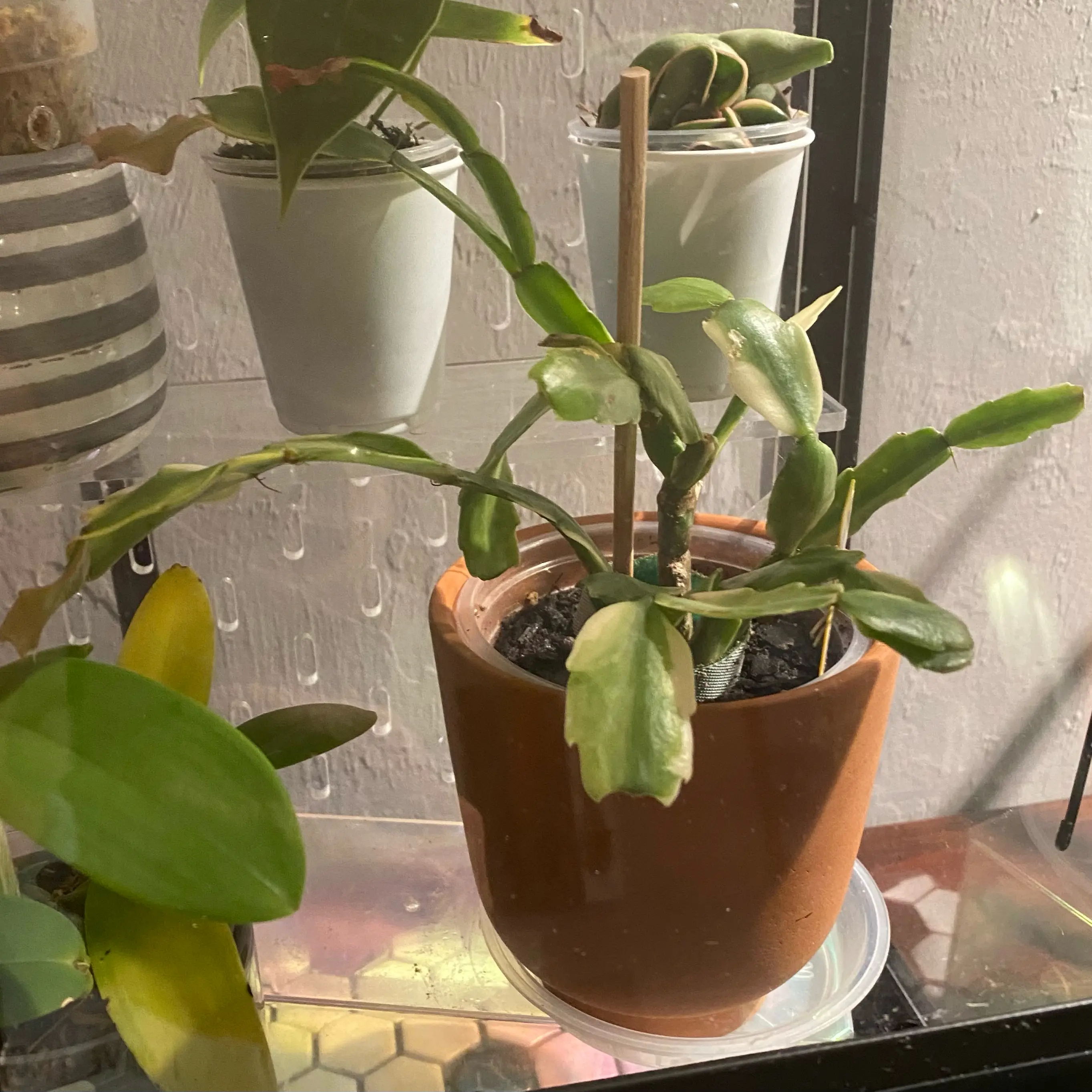 Photo of the plant species Variegated Christmas Cactus by @FoxyCardoon named Hamilton on Greg, the plant care app