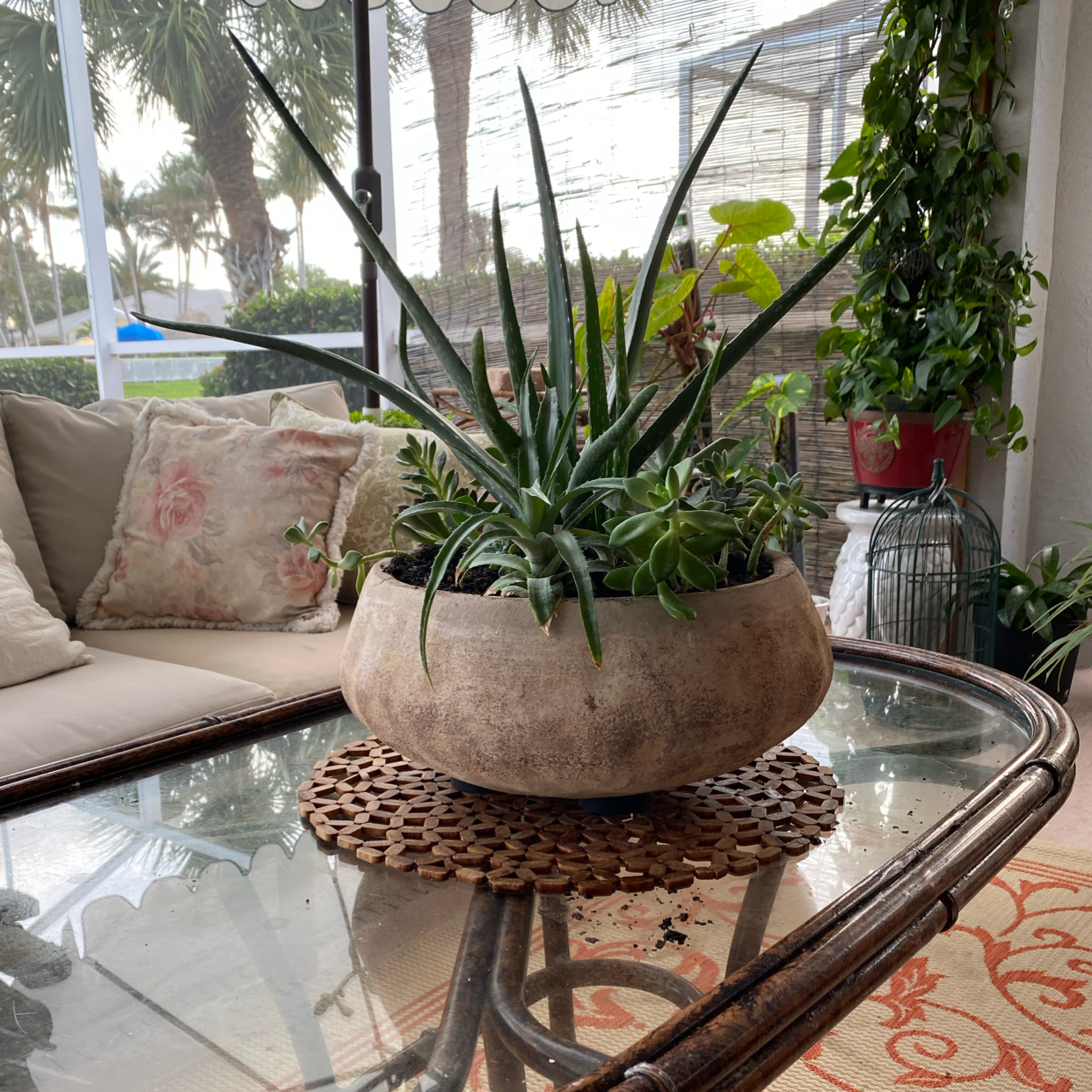 Photo of the plant species Aloe Barbadensis by @FoxyCardoon named Bernie on Greg, the plant care app