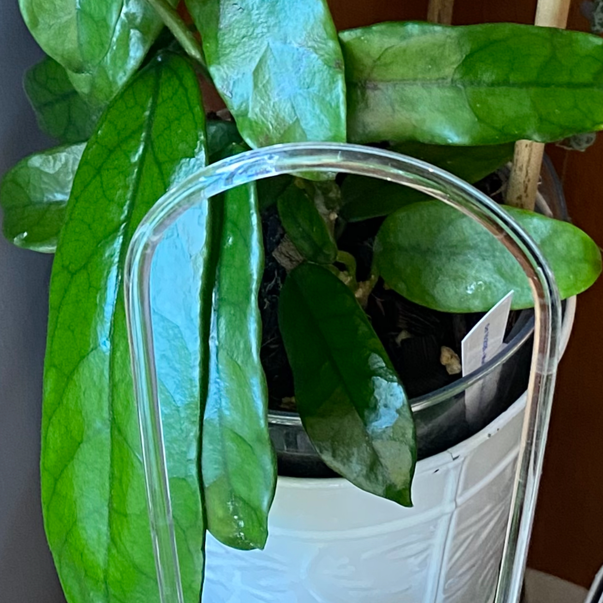 Photo of the plant species Hoya globulosa by @FoxyCardoon named Gabrielle cooler high elevations on Greg, the plant care app