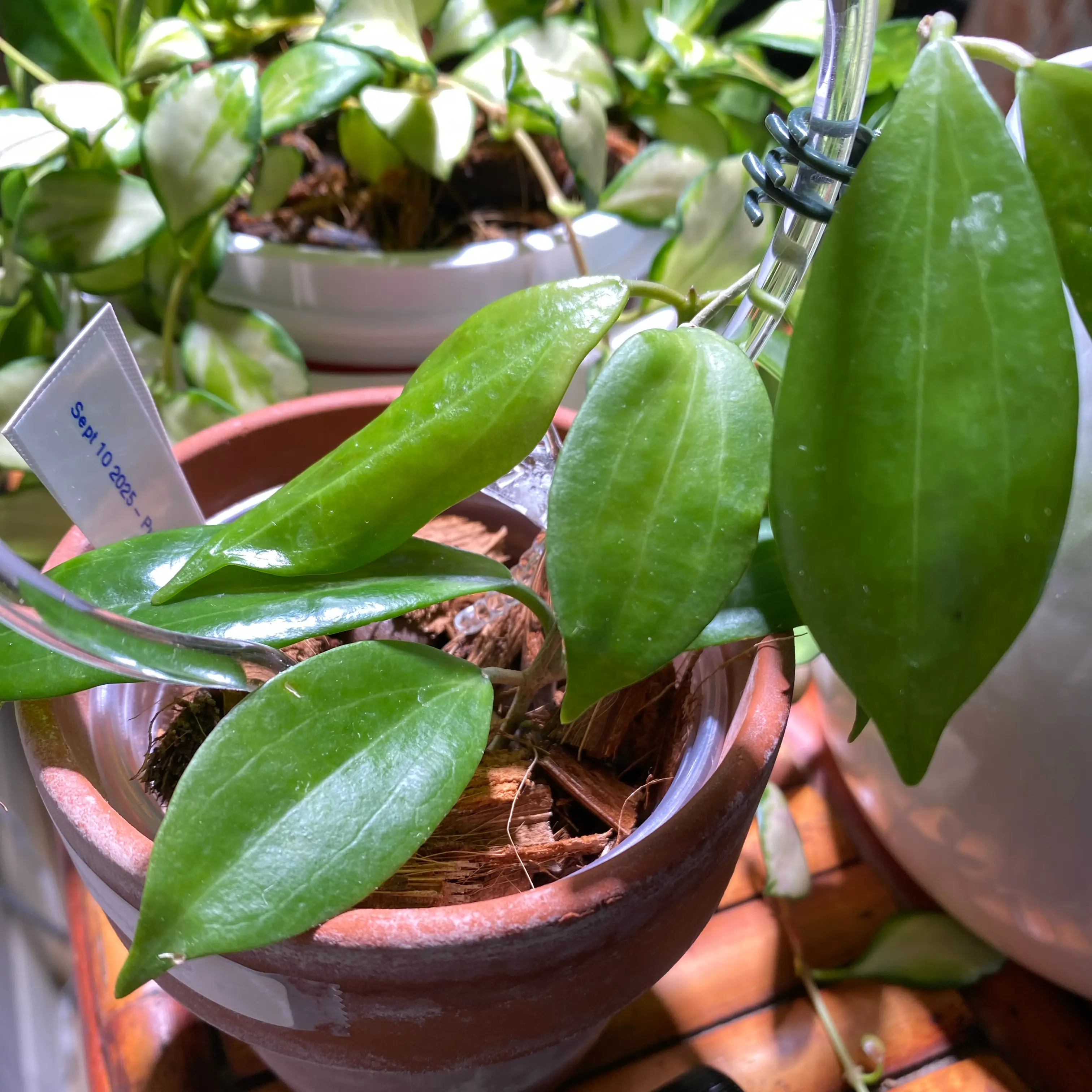 Photo of the plant species hoya potsii by @FoxyCardoon named ID unknown on Greg, the plant care app