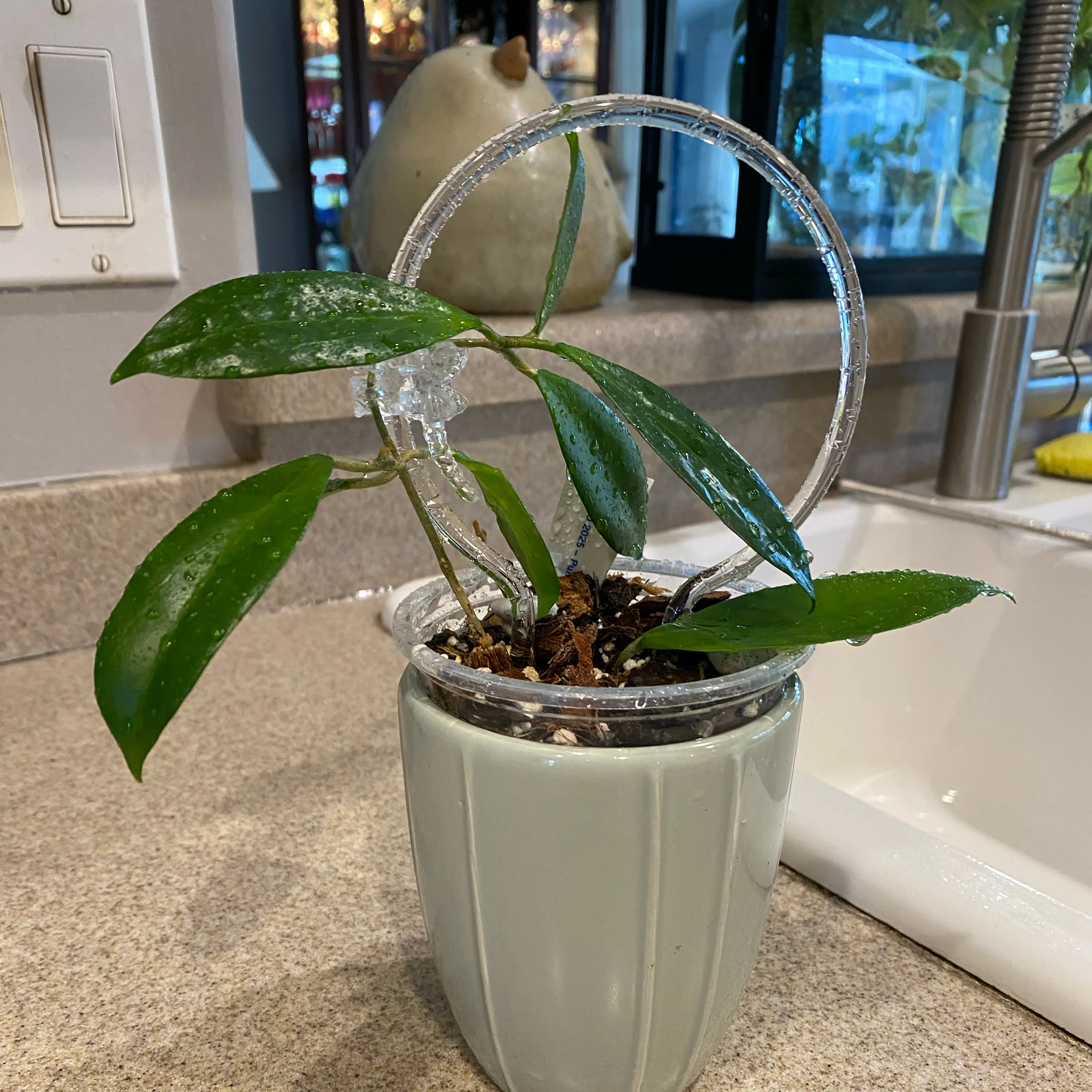 Photo of the plant species hoya potsii by @FoxyCardoon named ID unknown on Greg, the plant care app