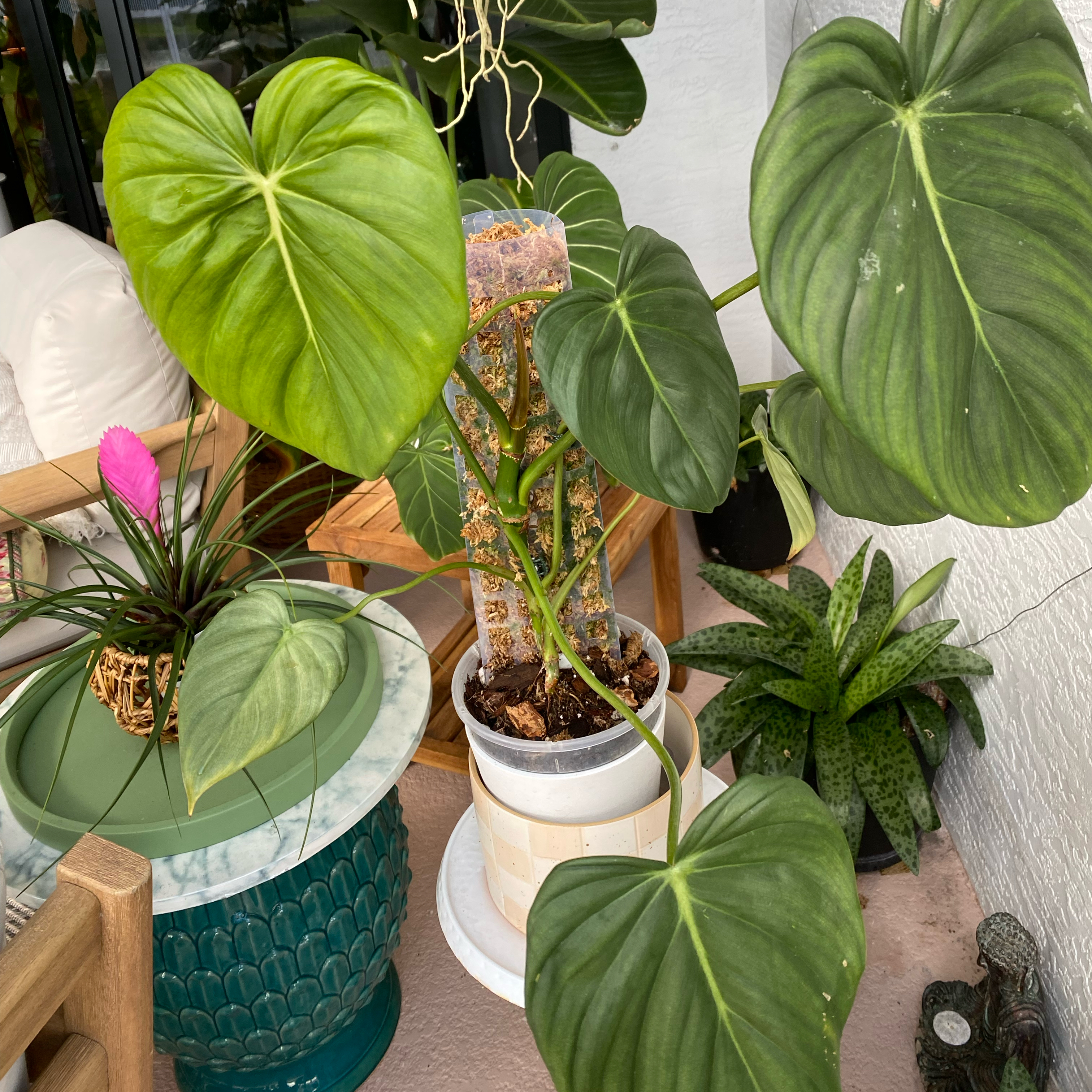 Photo of the plant species Philodendron 'McDowell' by @FoxyCardoon named Sir Plancelot on Greg, the plant care app