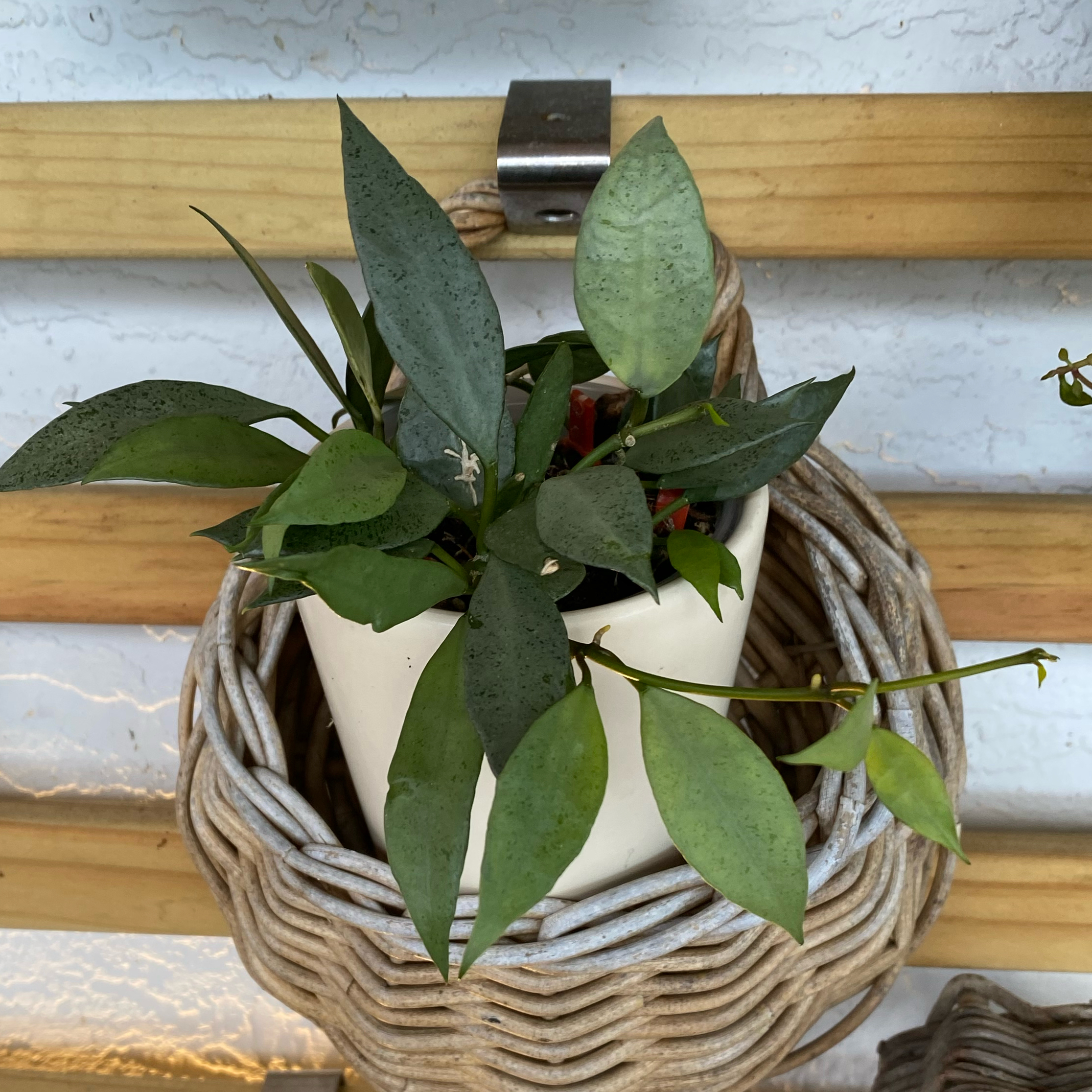 Photo of the plant species Hoya Lacunosa Silver by @FoxyCardoon named Baesil on Greg, the plant care app