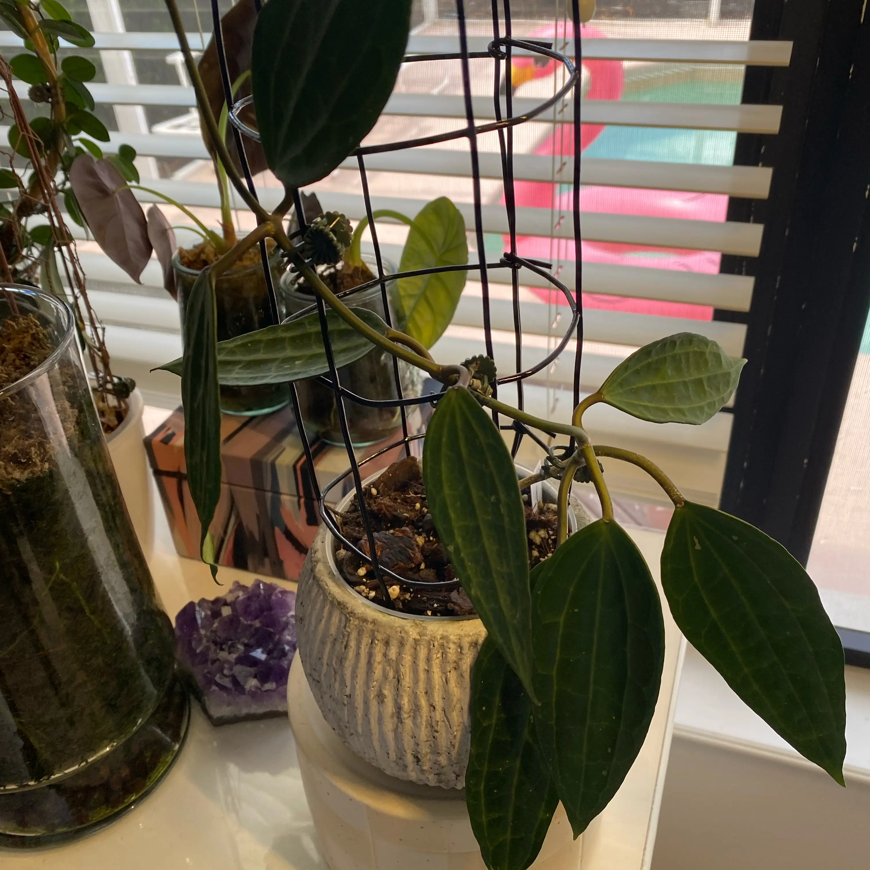Photo of the plant species Hoya macrophylla by @FoxyCardoon named Gobi on Greg, the plant care app