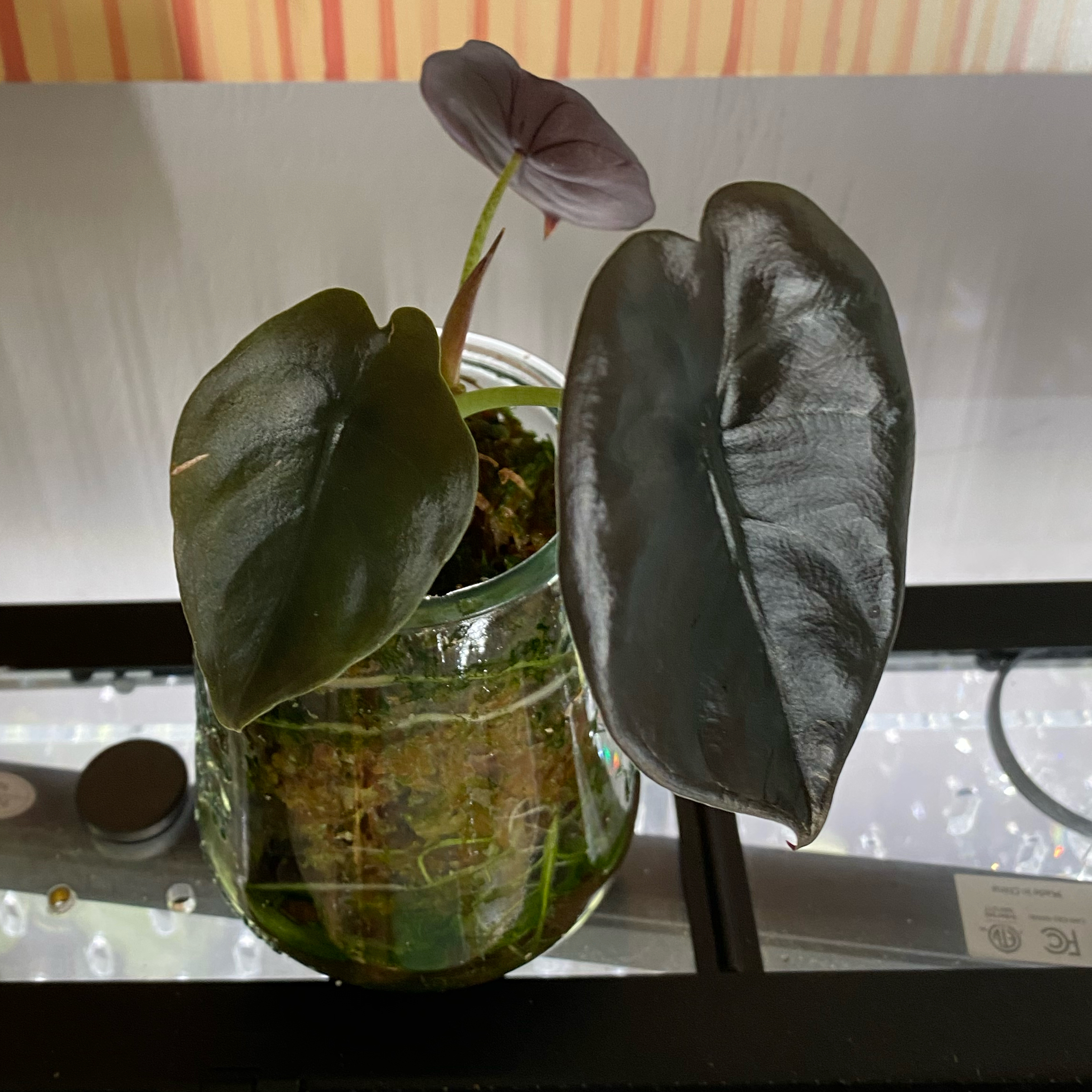 Photo of the plant species Alocasia Red Cuprea by @FoxyCardoon named Lex on Greg, the plant care app