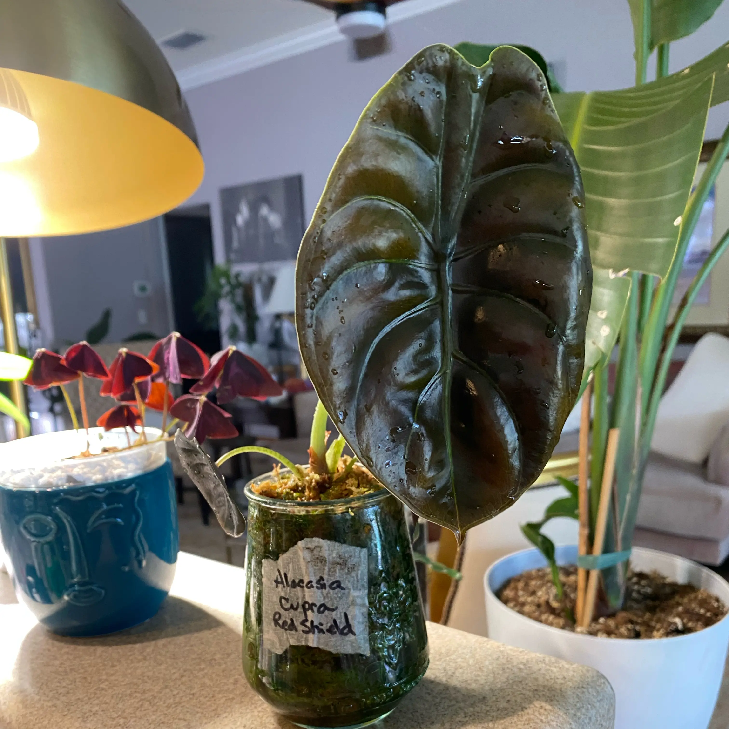 Photo of the plant species Alocasia Red Cuprea by @FoxyCardoon named Lex on Greg, the plant care app