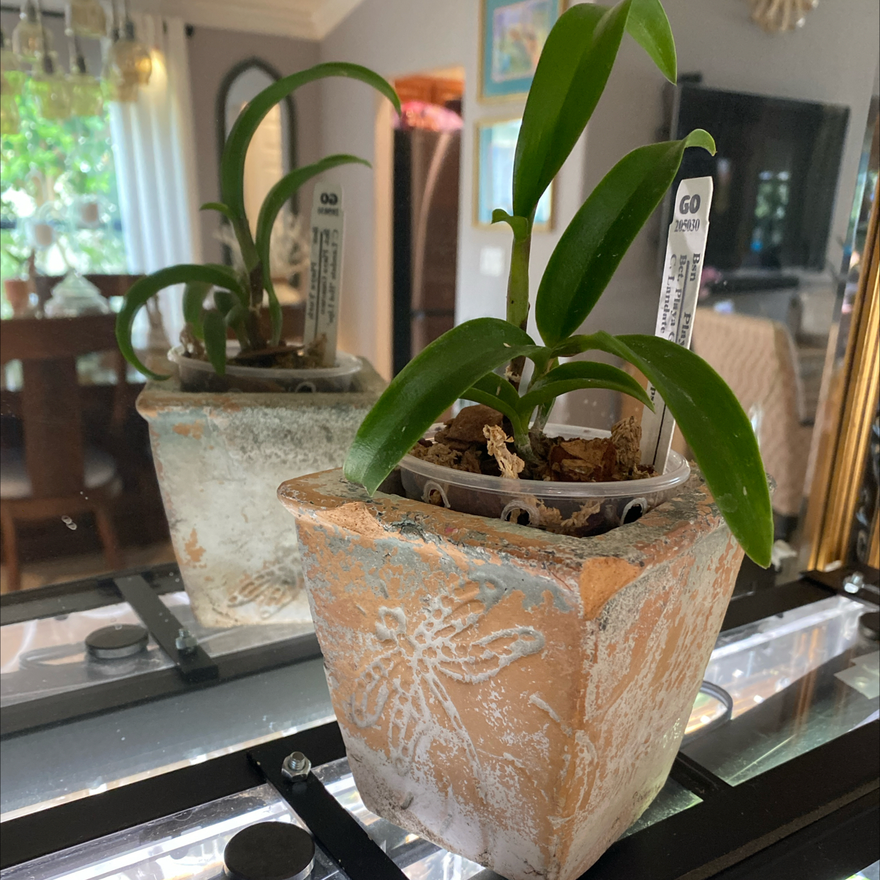 Photo of the plant species Orchid by @FoxyCardoon named IAS Orchid Hot Lips hybred on Greg, the plant care app
