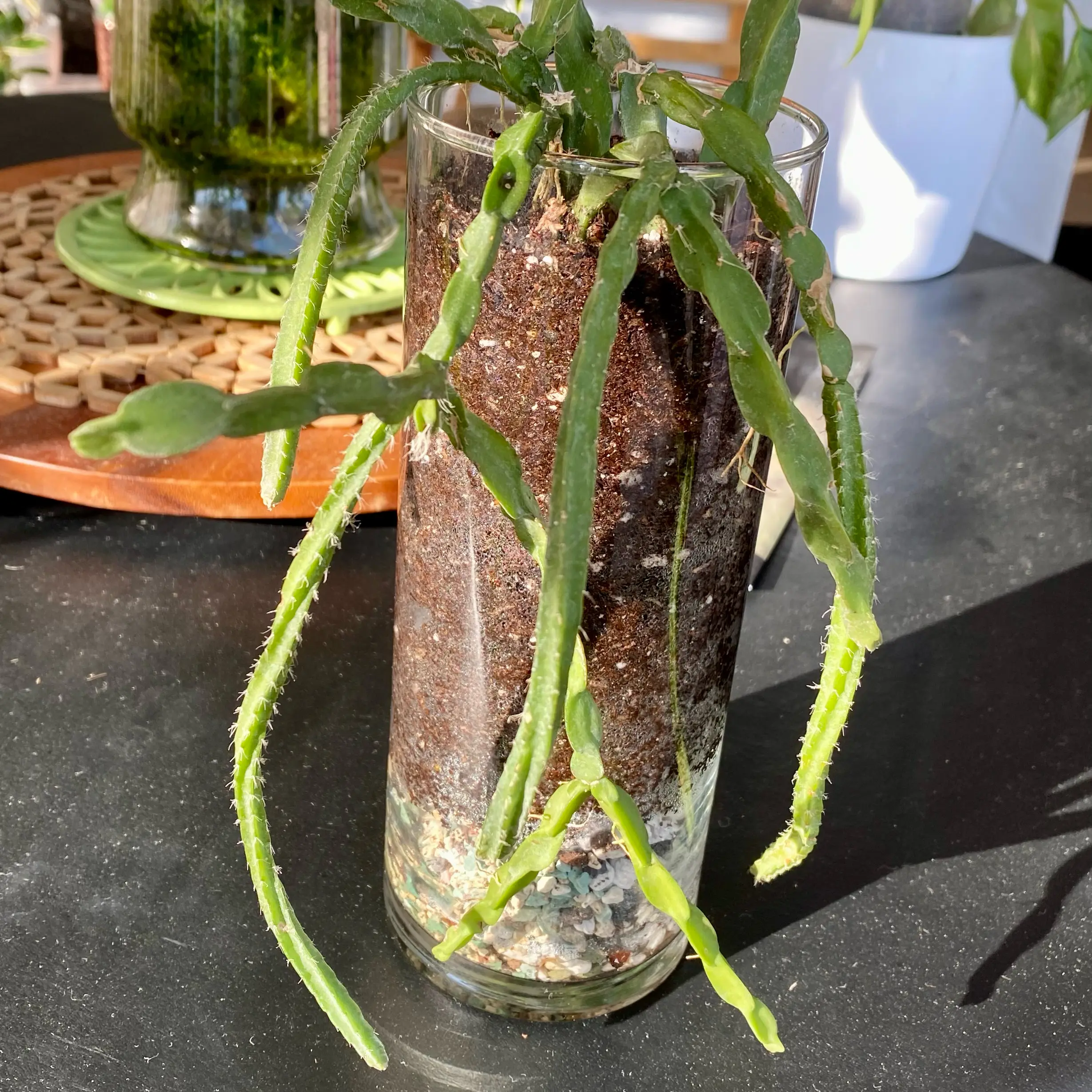 Photo of the plant species Twisty Rhipsalis by @FoxyCardoon named Rhipsalis Paradox major on Greg, the plant care app