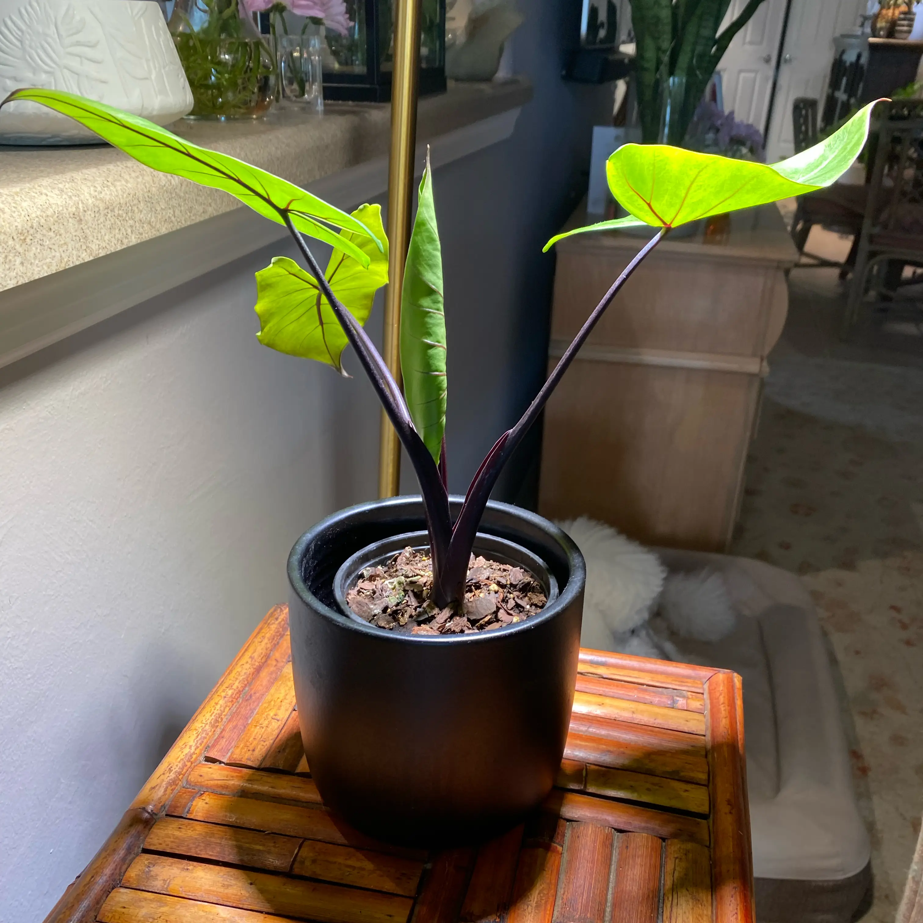 Photo of the plant species Alocasia Black Stem Variegated by @FoxyCardoon named Darwin on Greg, the plant care app