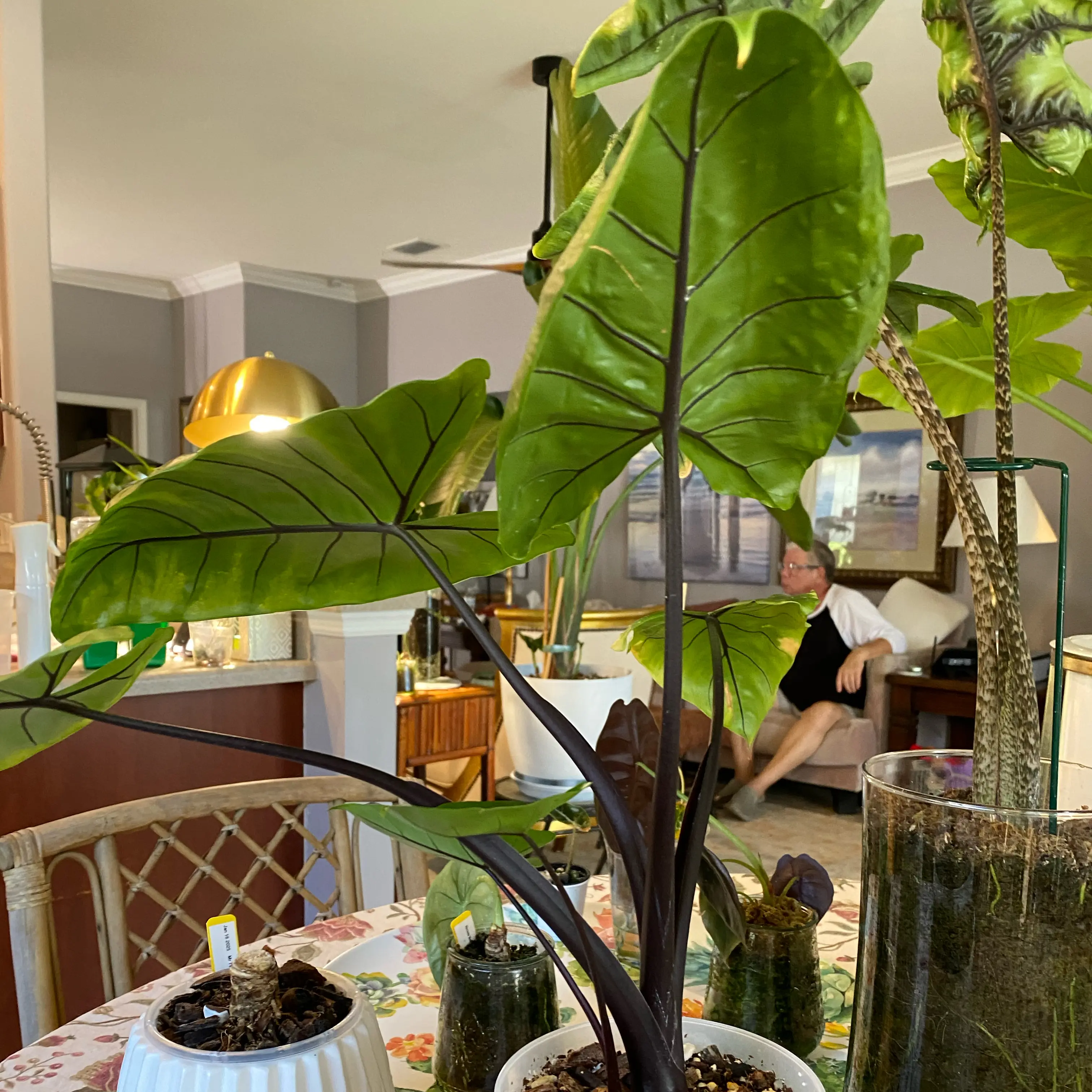 Photo of the plant species Alocasia Black Stem Variegated by @FoxyCardoon named Darwin on Greg, the plant care app