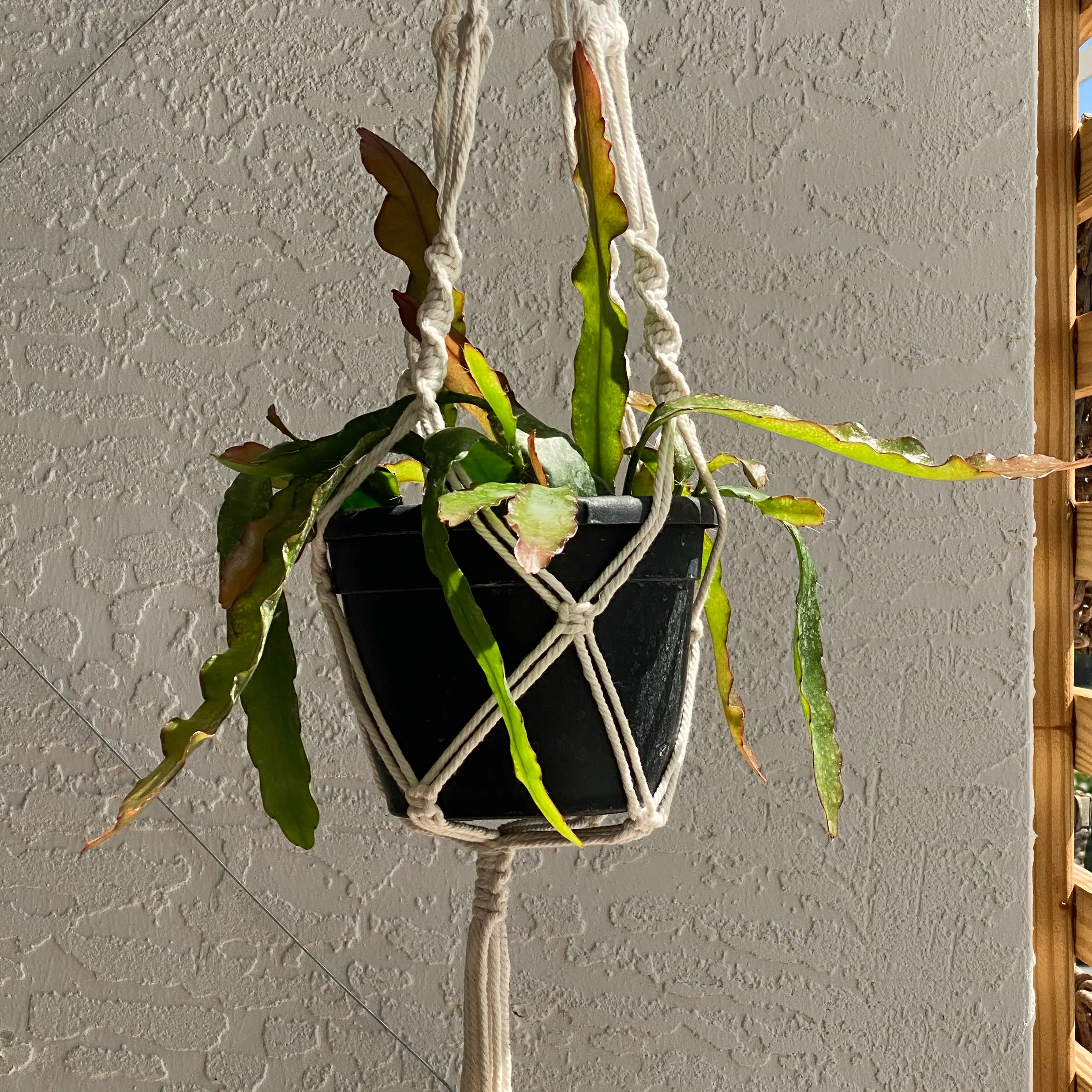 Photo of the plant species Orchid Cactus by @FoxyCardoon named Fernie Saunders on Greg, the plant care app