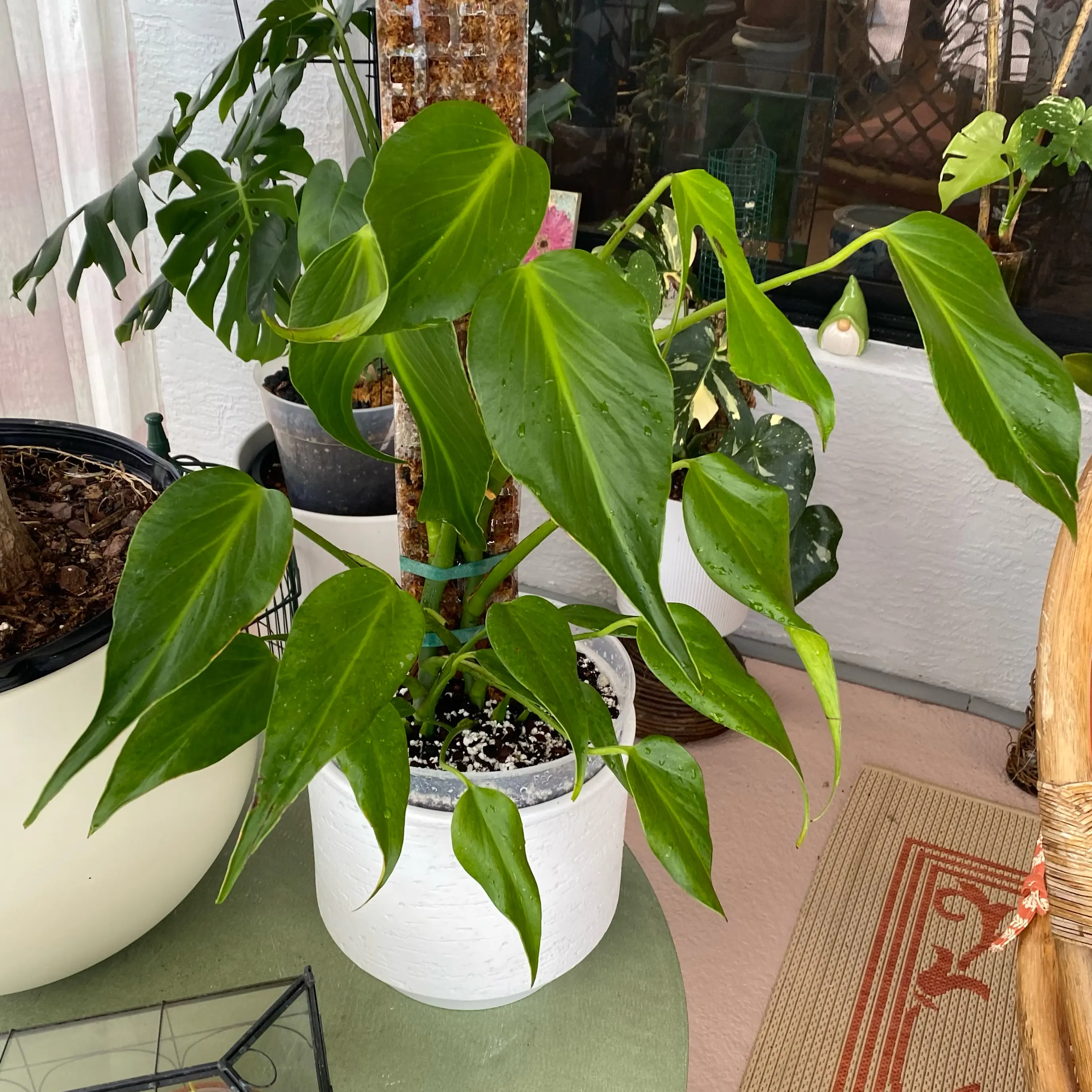 Photo of the plant species Monstera 'Burle Marx Flame' by @FoxyCardoon named Nemo on Greg, the plant care app