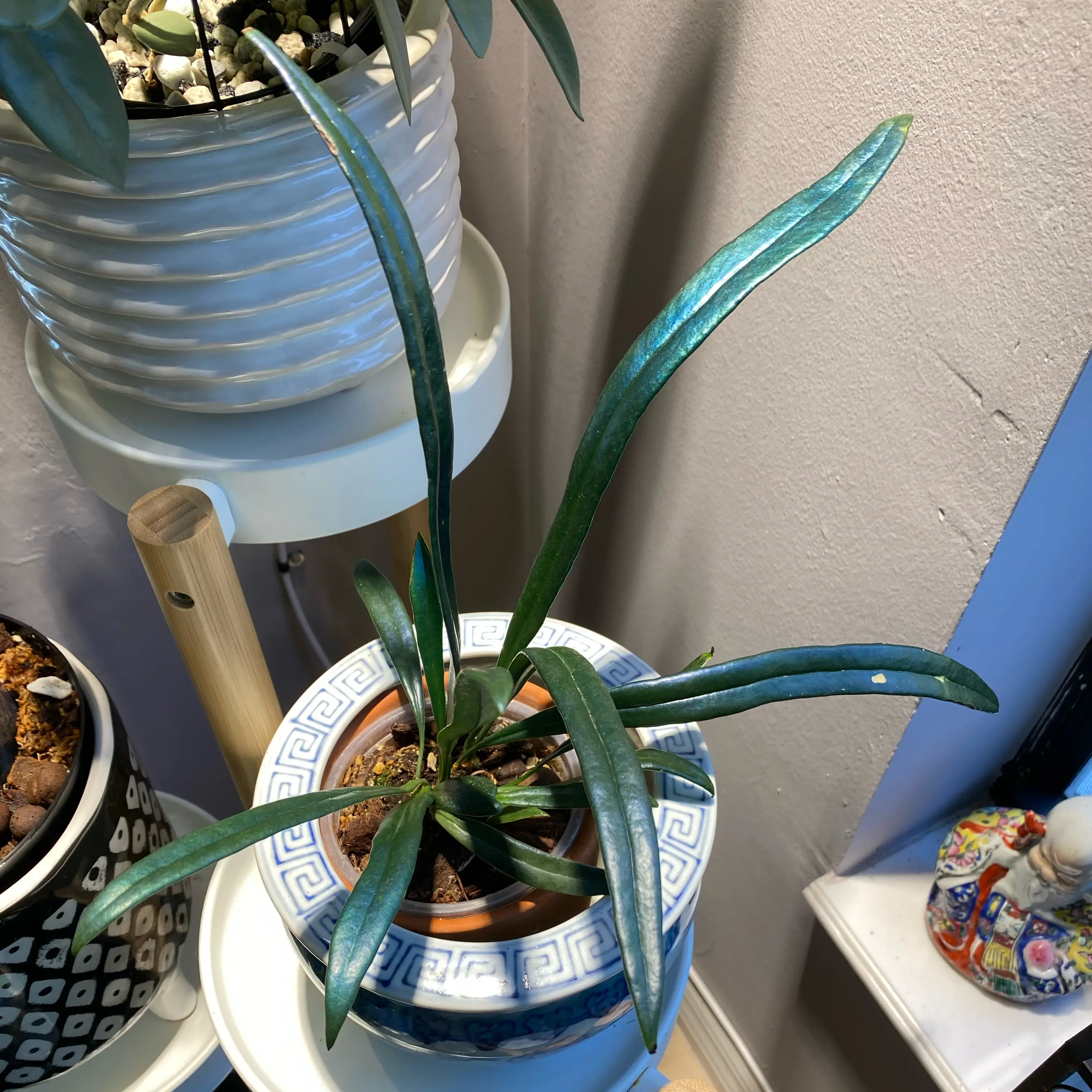 Photo of the plant species Blue Oil Fern by @FoxyCardoon named Bluely on Greg, the plant care app