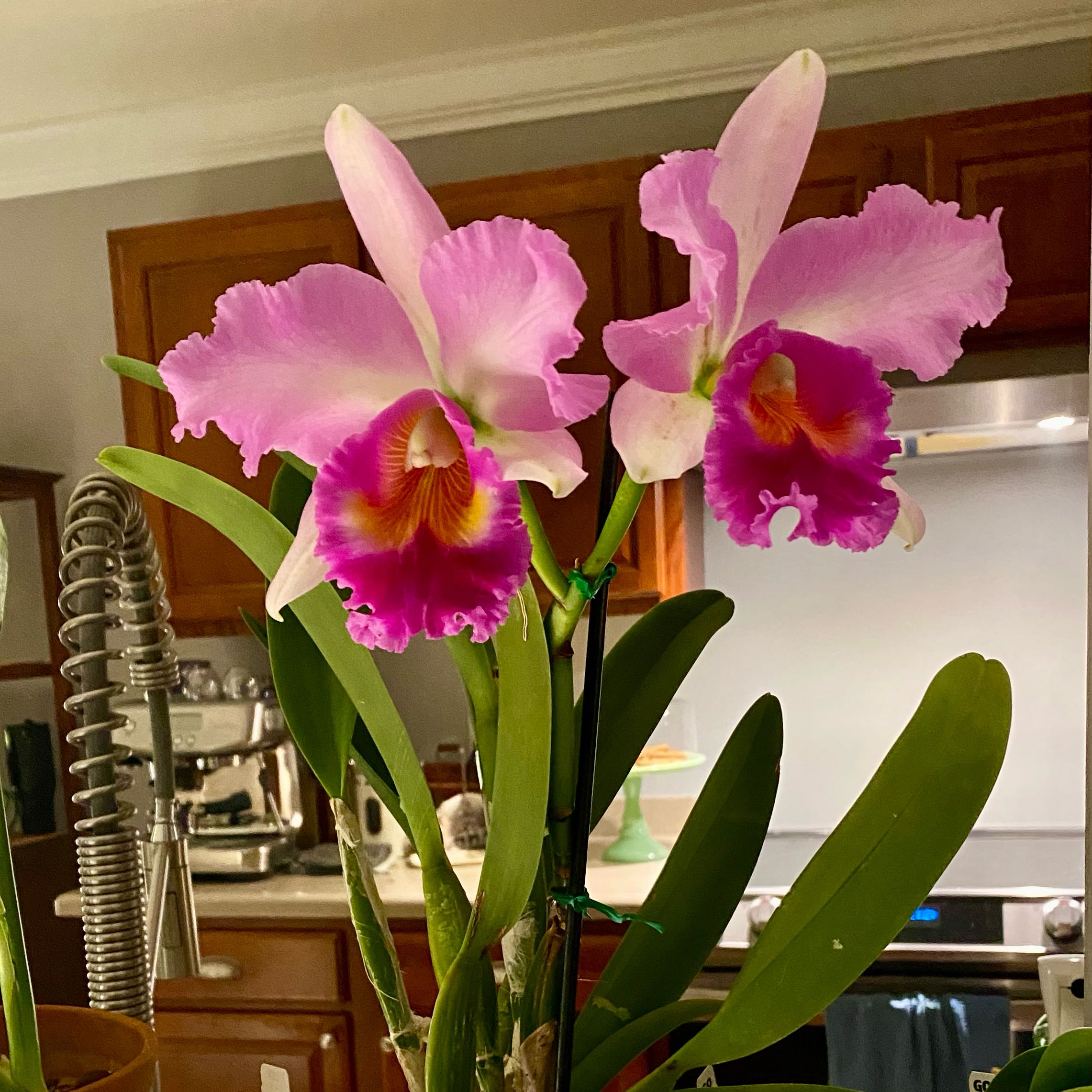 Plant care for Rhyncholaeliocattleya 'Green Giant' on Greg, the plant care app