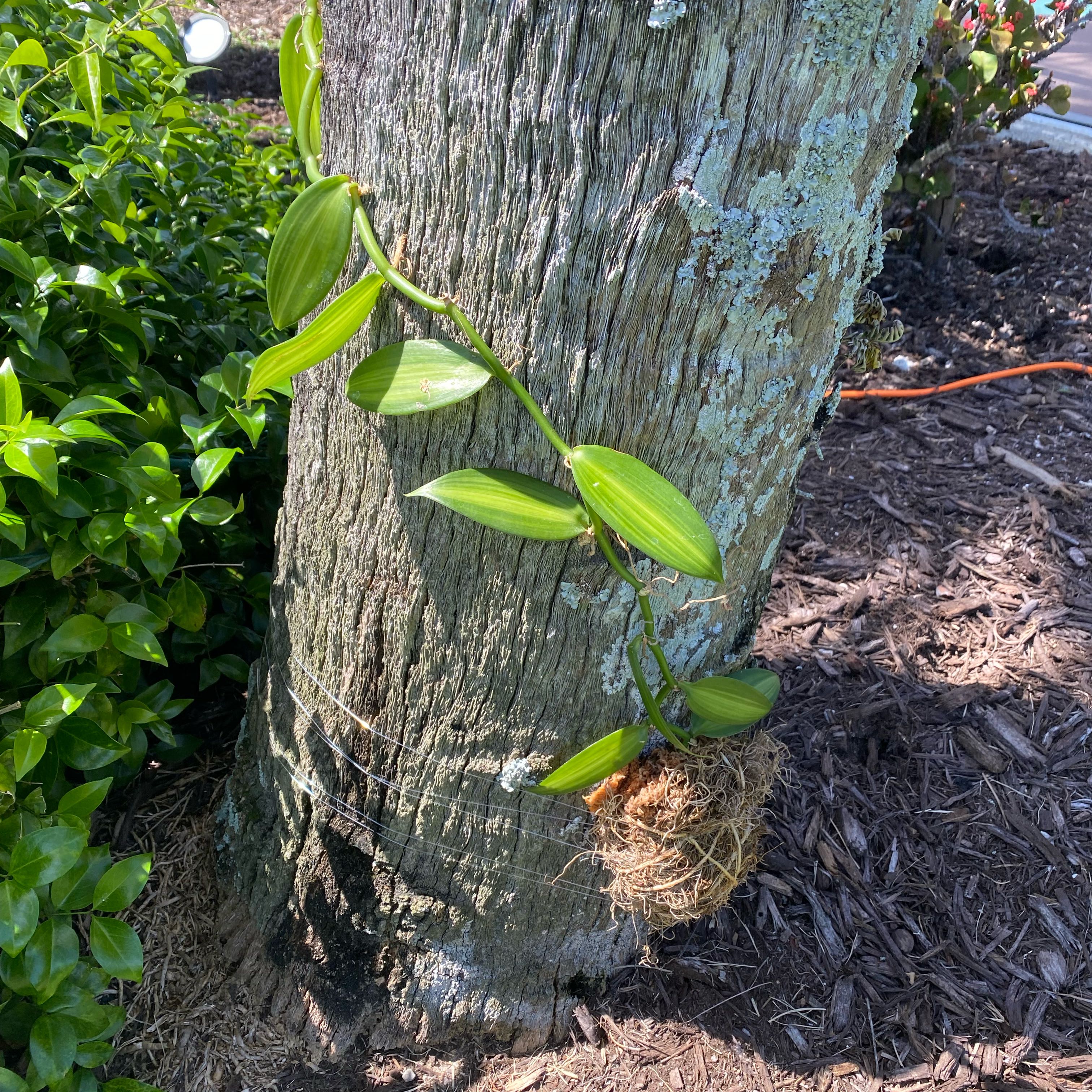 Photo of the plant species varigated Vanilla Orchid by @FoxyCardoon named Orwell on Greg, the plant care app