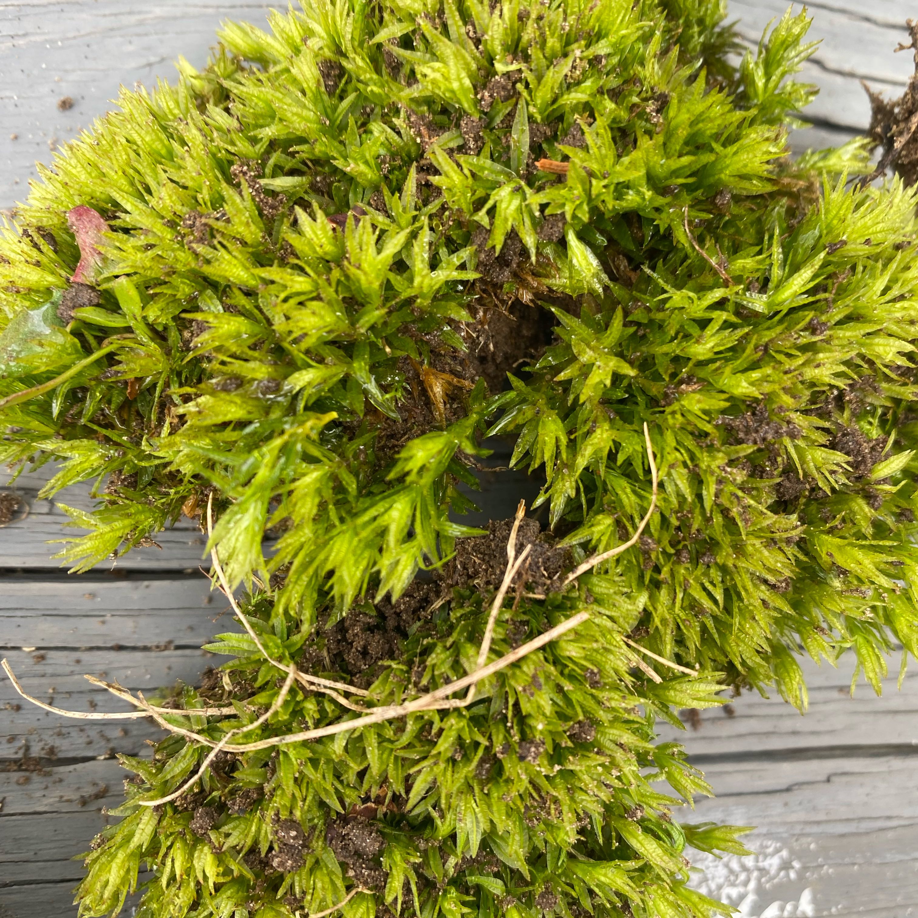 Photo of the plant species Broom Forkmoss by @FoxyCardoon named Mood moss on Greg, the plant care app
