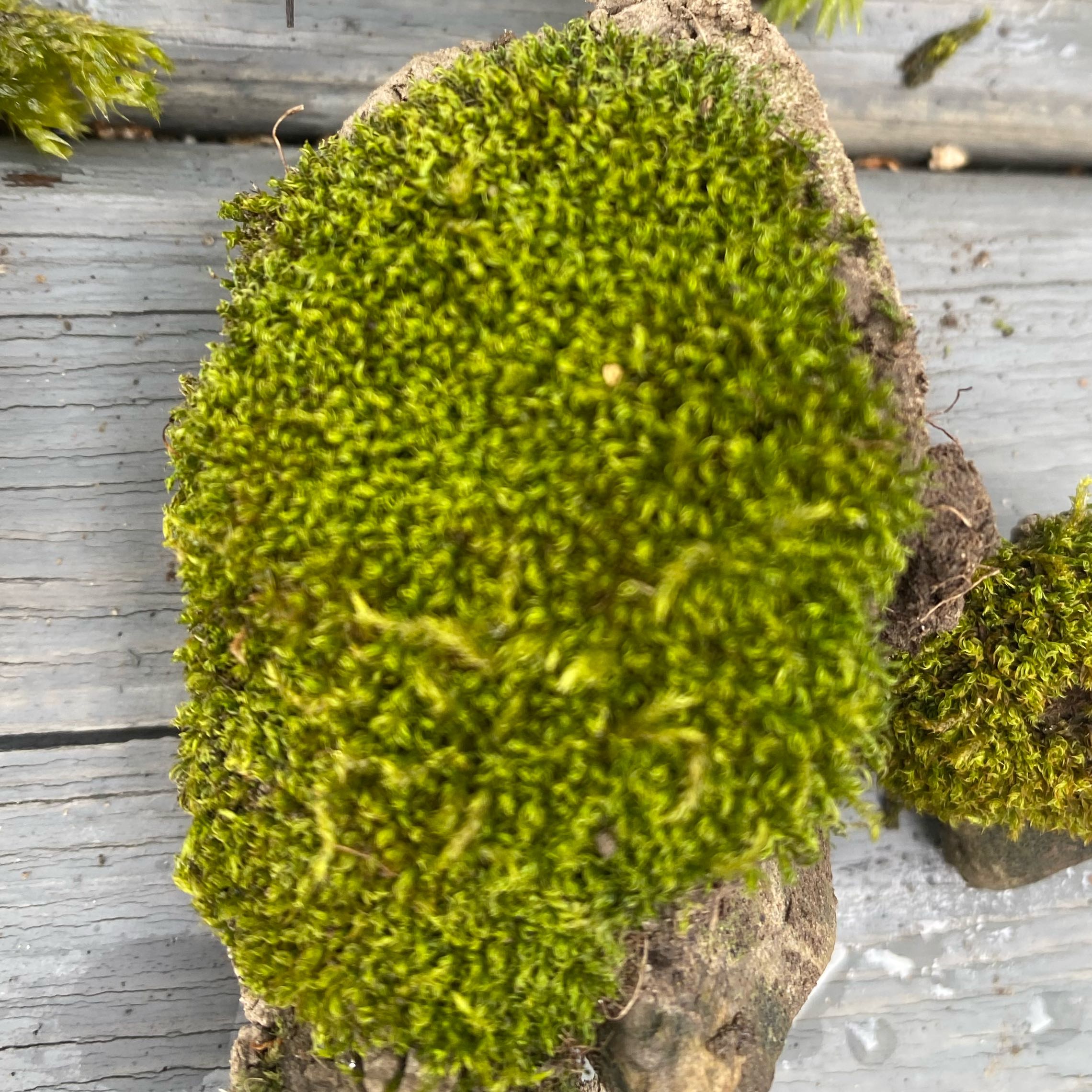 Photo of the plant species White Moss by @FoxyCardoon named Cushion moss on Greg, the plant care app