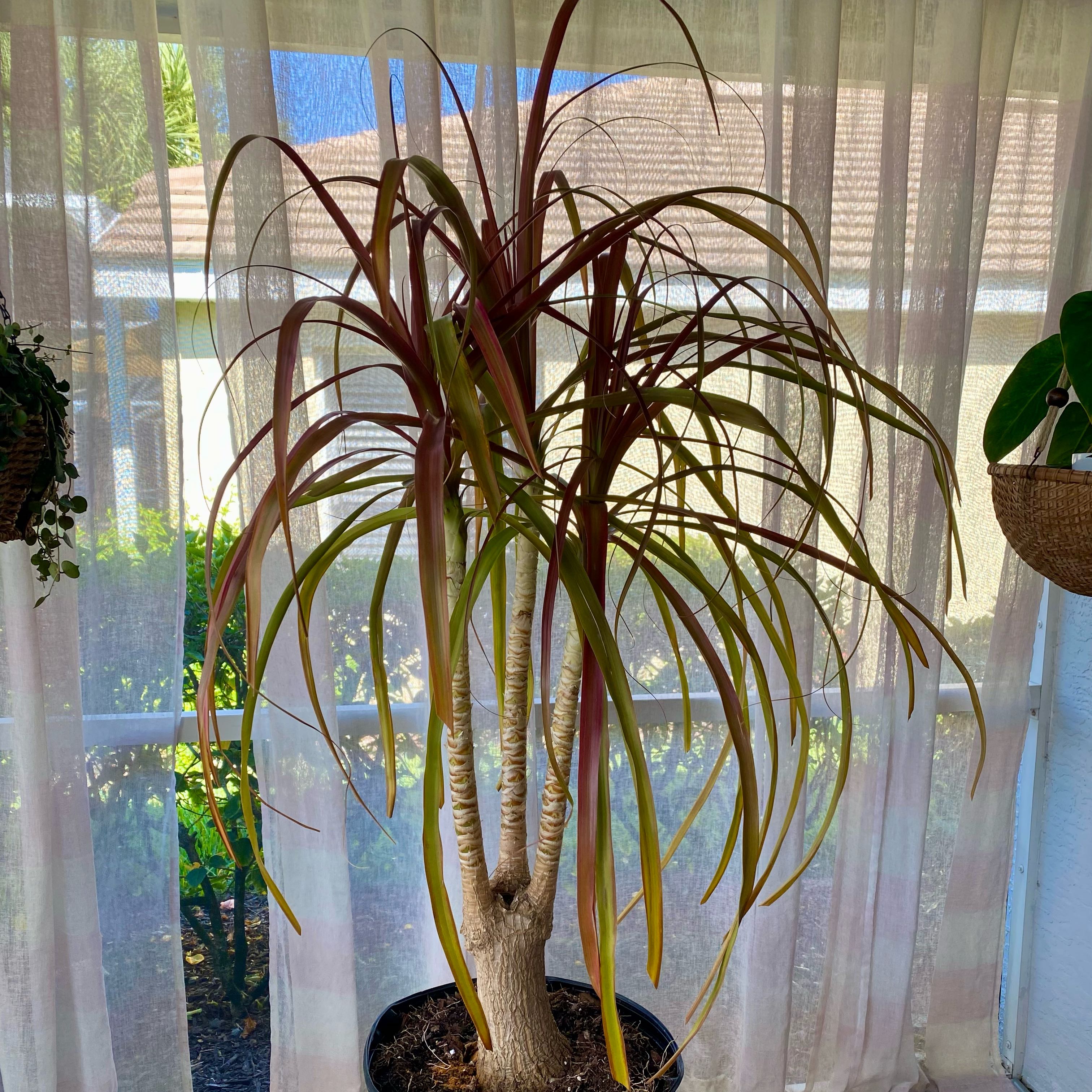 Photo of the plant species Madagascar Dragon Tree by @FoxyCardoon named Spidey Dracaena marginata on Greg, the plant care app