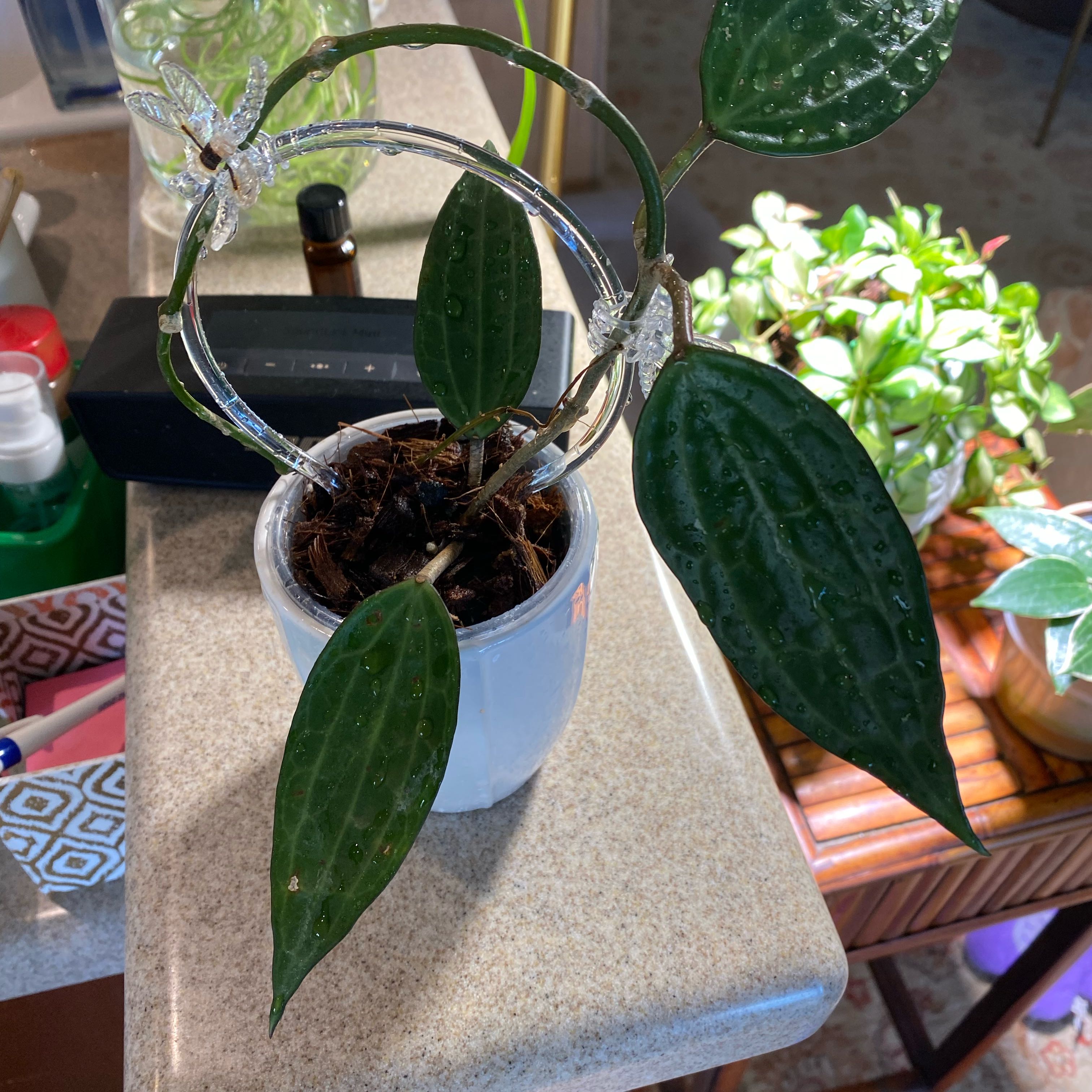Photo of the plant species Hoya macrophylla by @FoxyCardoon named Gobi on Greg, the plant care app