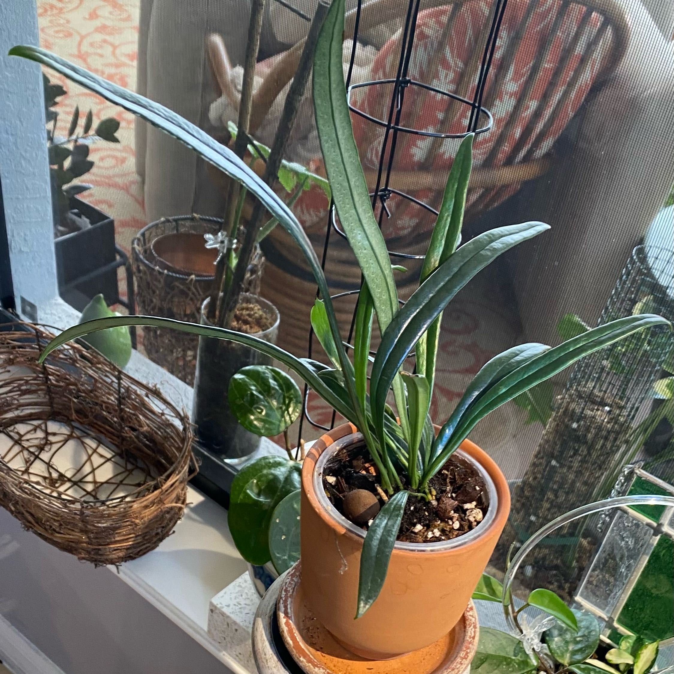 Photo of the plant species Blue Oil Fern by @FoxyCardoon named Girlfrond on Greg, the plant care app