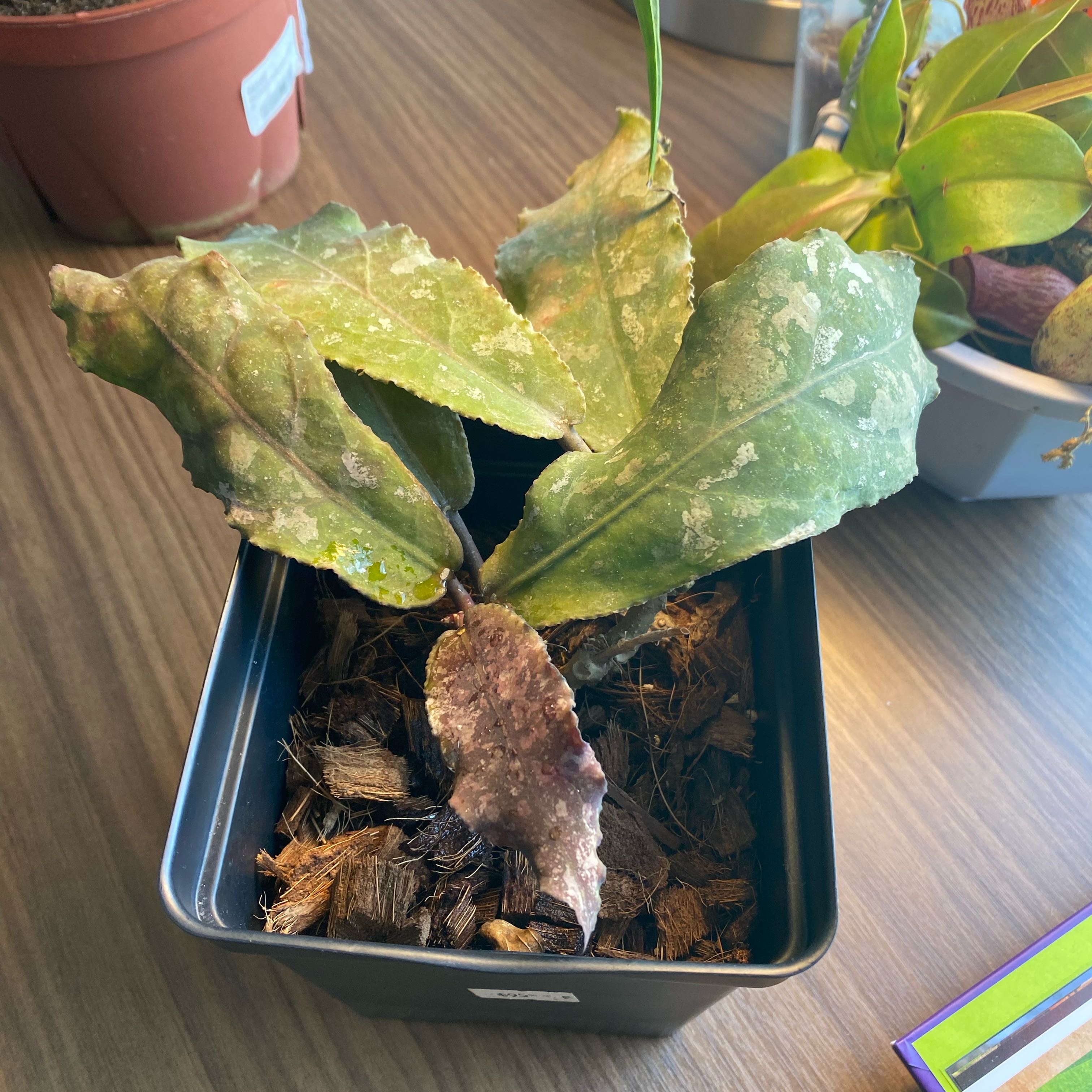 Photo of the plant species Hoya undulata by @FoxyCardoon named Austen on Greg, the plant care app