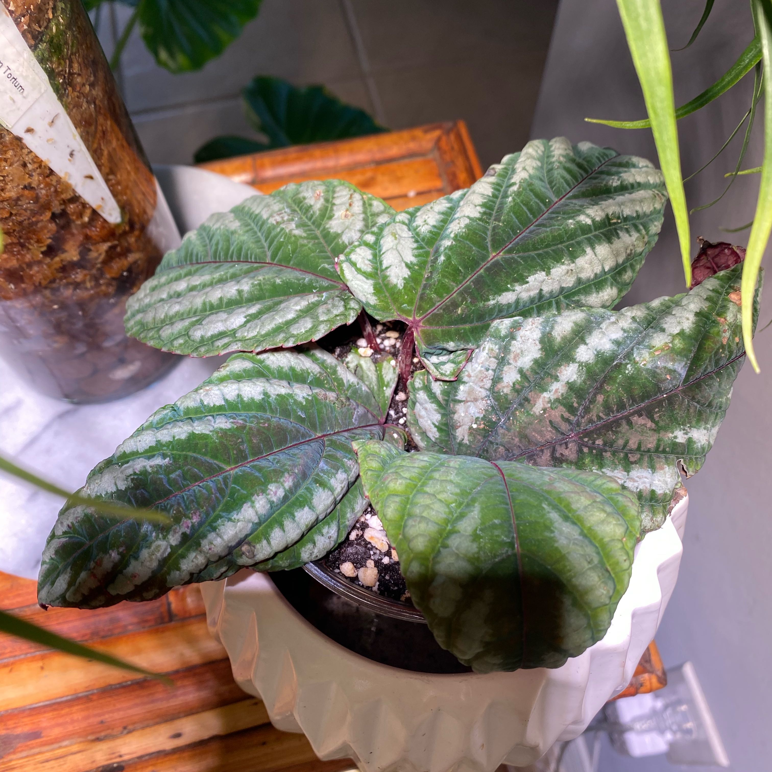 Photo of the plant species Rex Begonia Vine by @FoxyCardoon named Harry on Greg, the plant care app