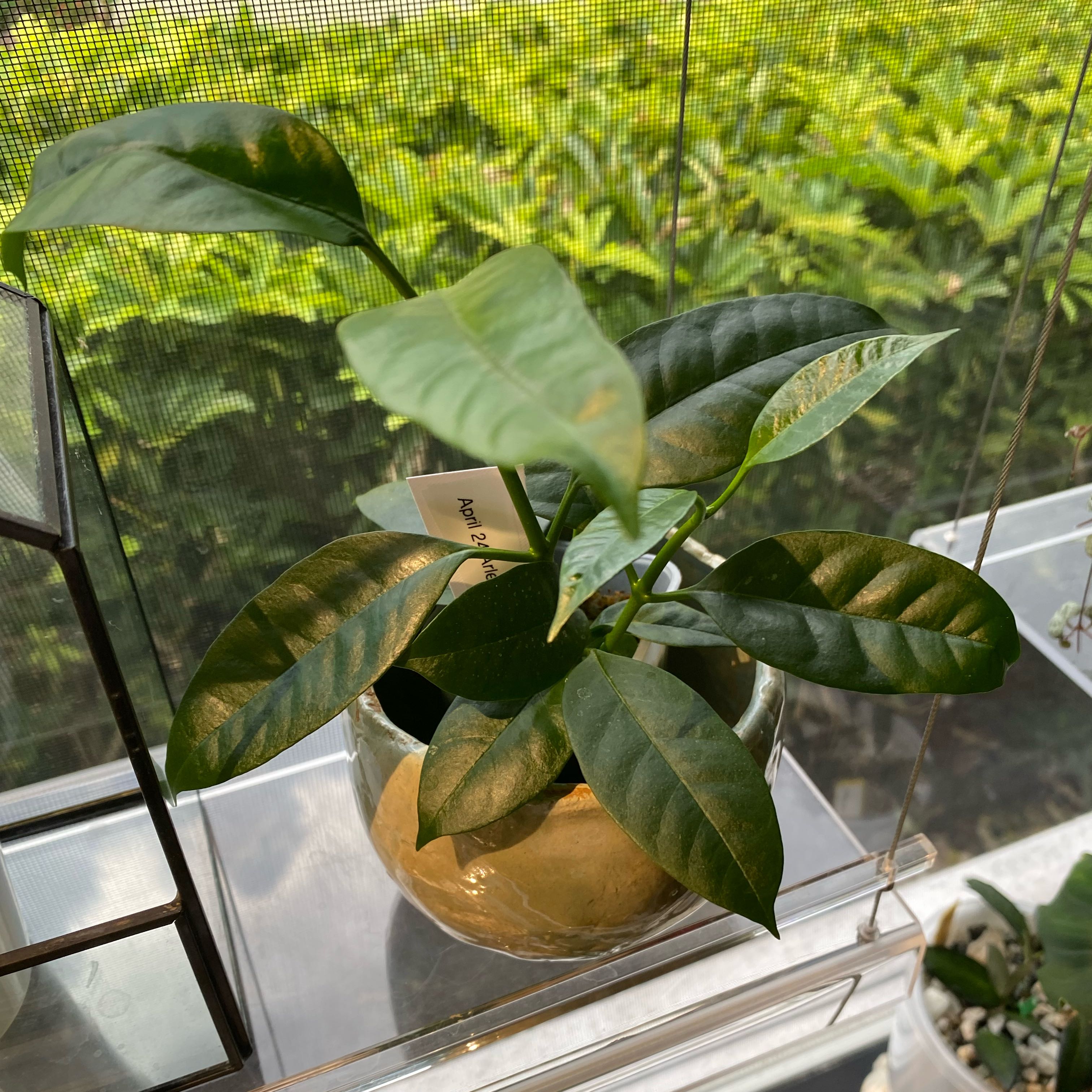 Photo of the plant species Shooting Stars Wax Plant by @FoxyCardoon named Sonora Hoya multi flora on Greg, the plant care app