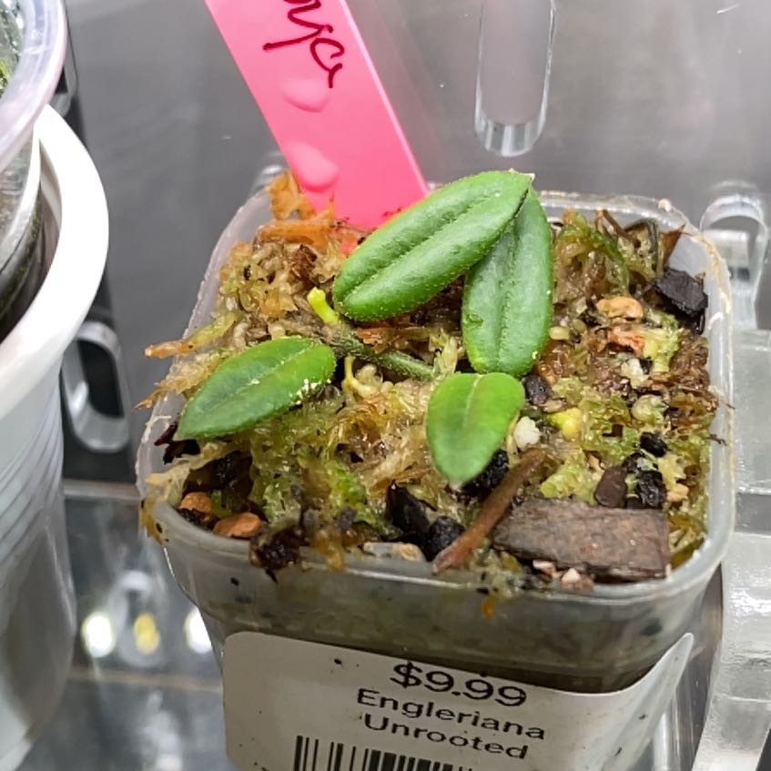 Photo of the plant species Waxflower by @FoxyCardoon named Lebron Hoya englerdiana on Greg, the plant care app